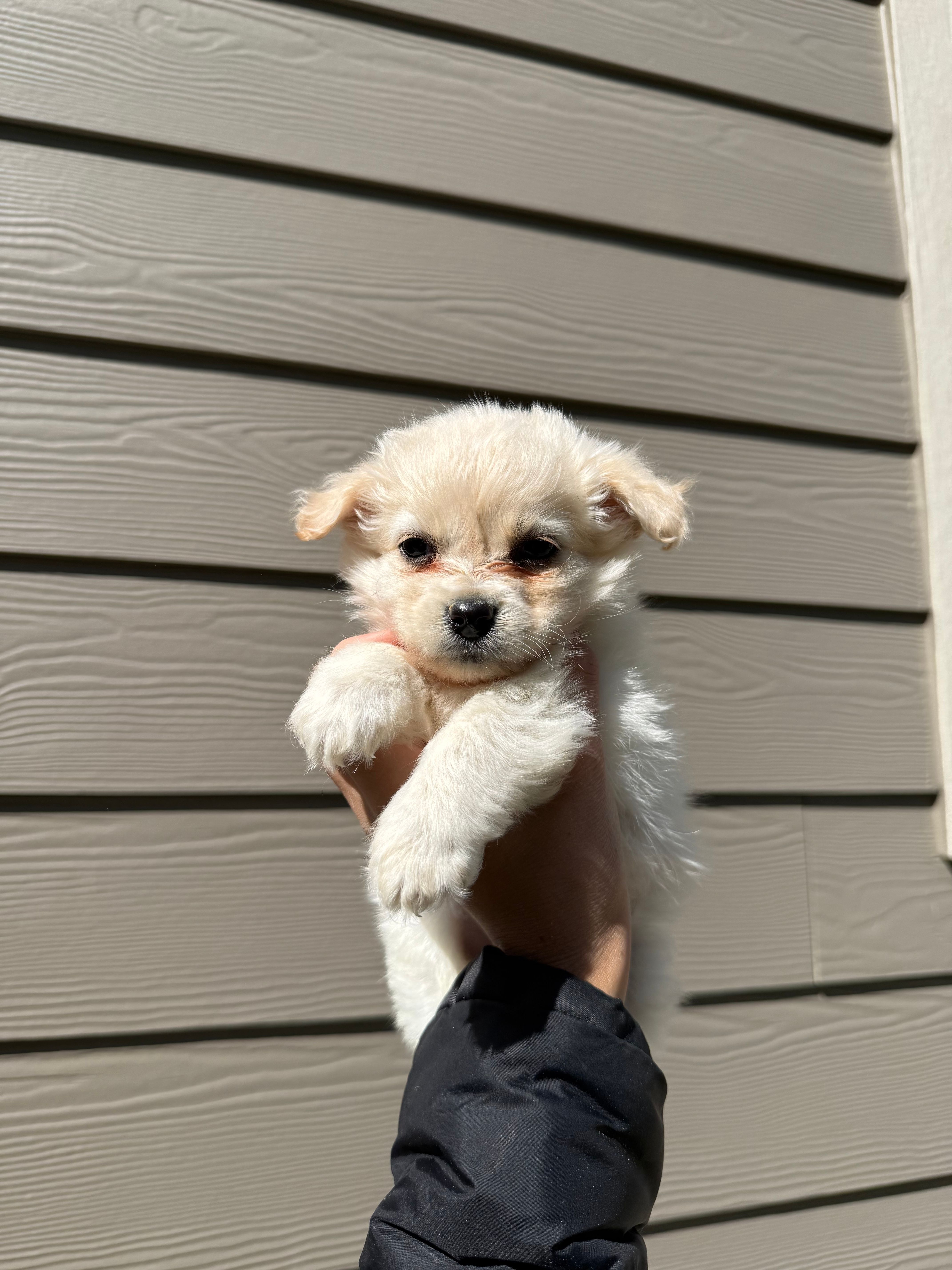 Pomapoo Puppy – Pomapoo puppy for sale in Portland, OR
