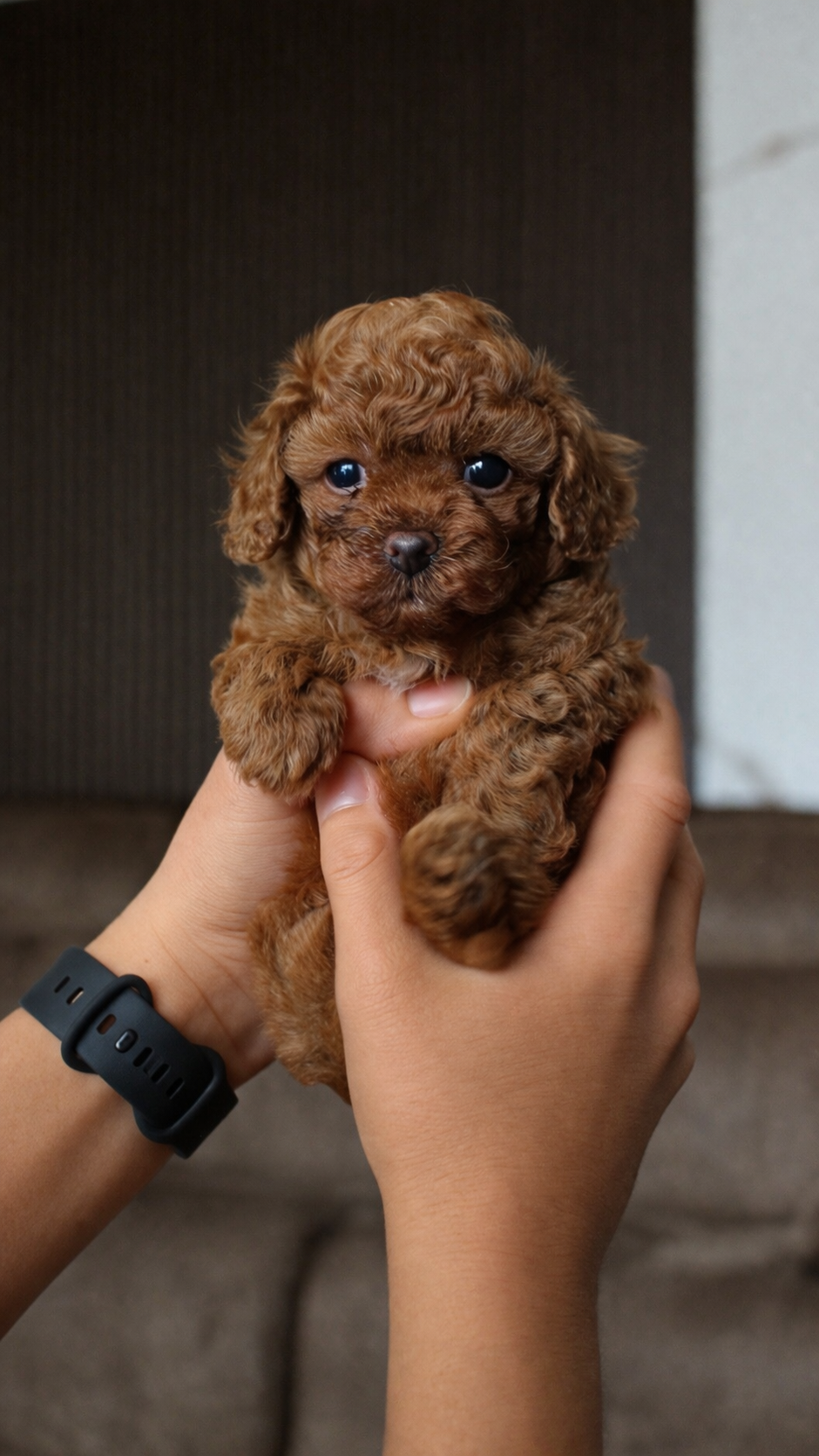 Teacup Poodle Boy Puppy – Poodle - Toy  puppy for sale in Portland, OR