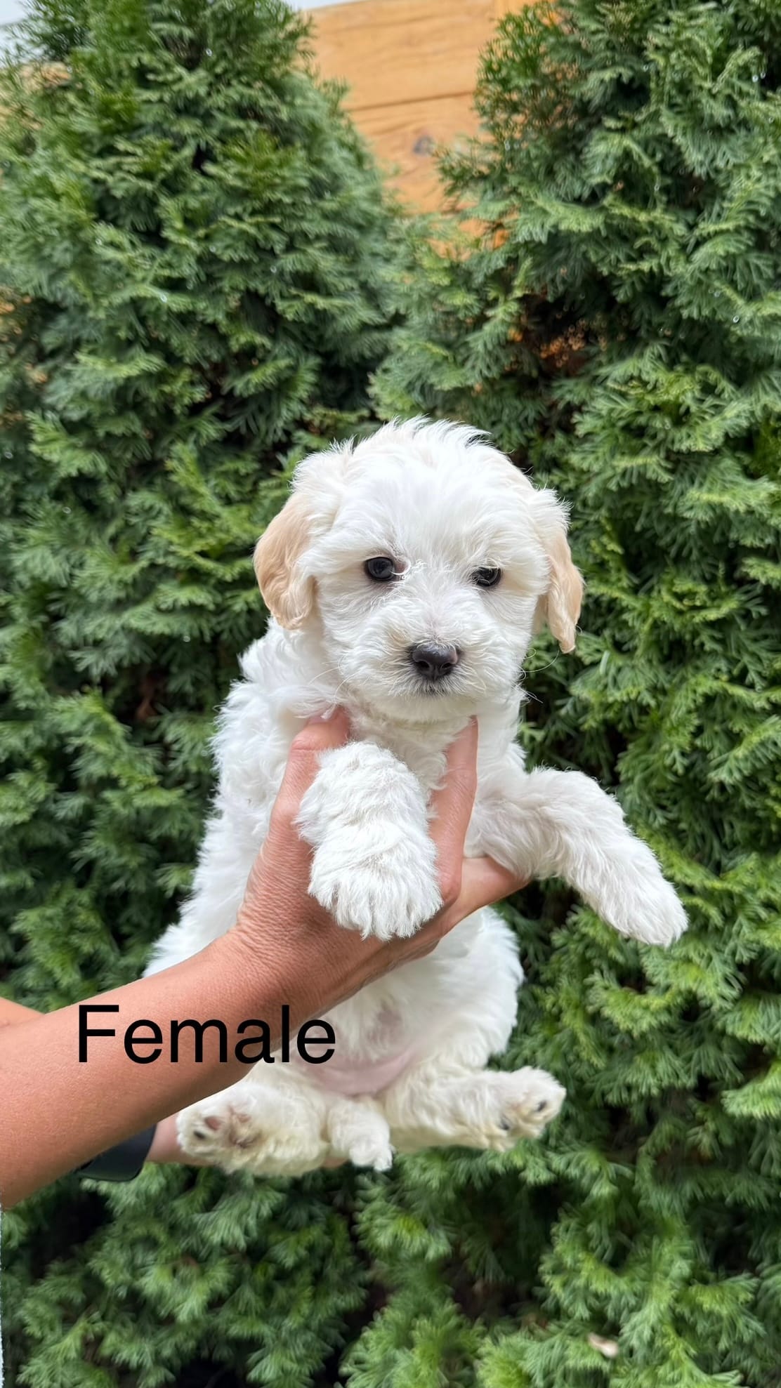Maltipoo Puppy Girl
