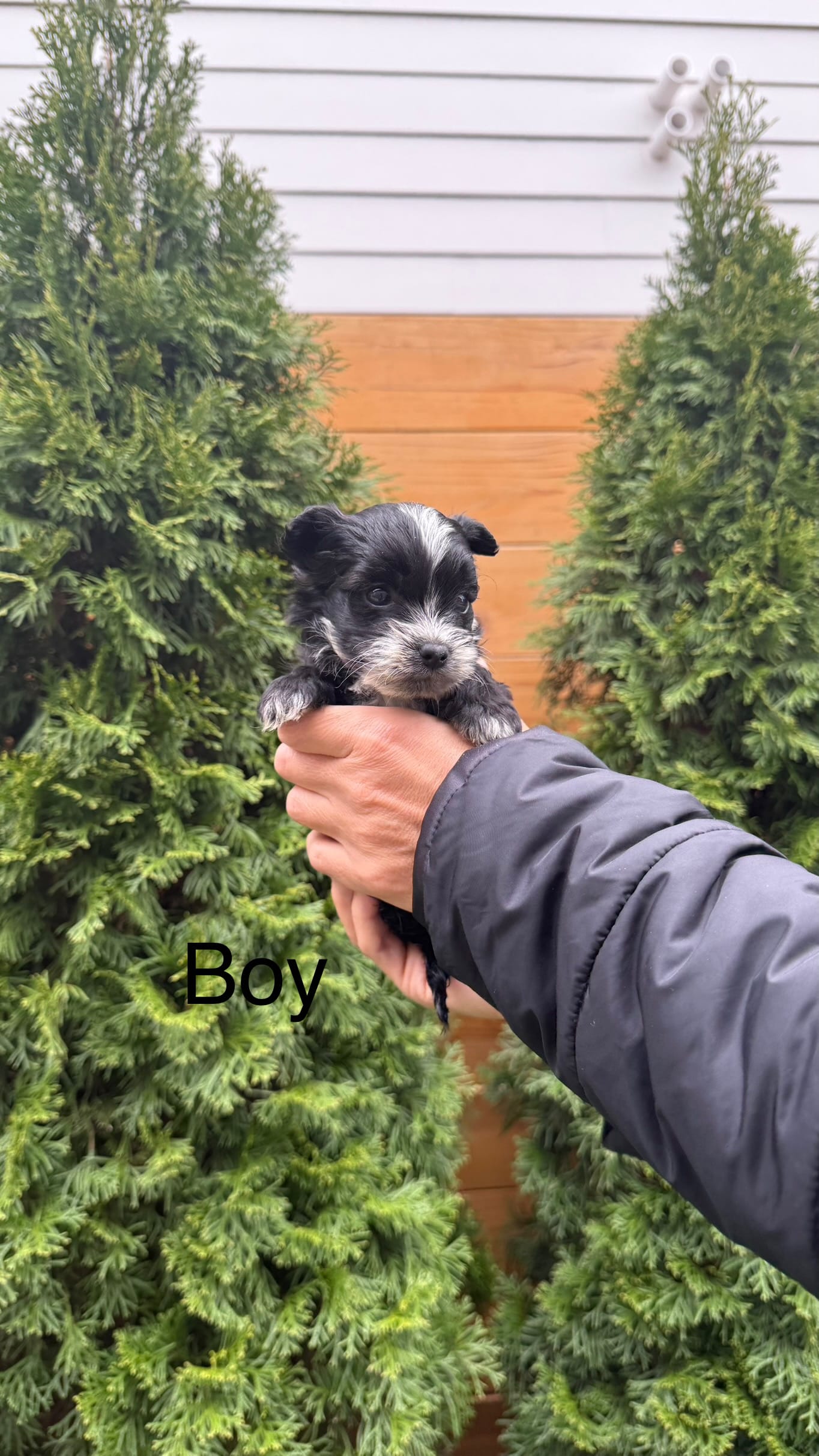 YorkiPoo Puppy – Yorkipoo puppy for sale in Portland, OR