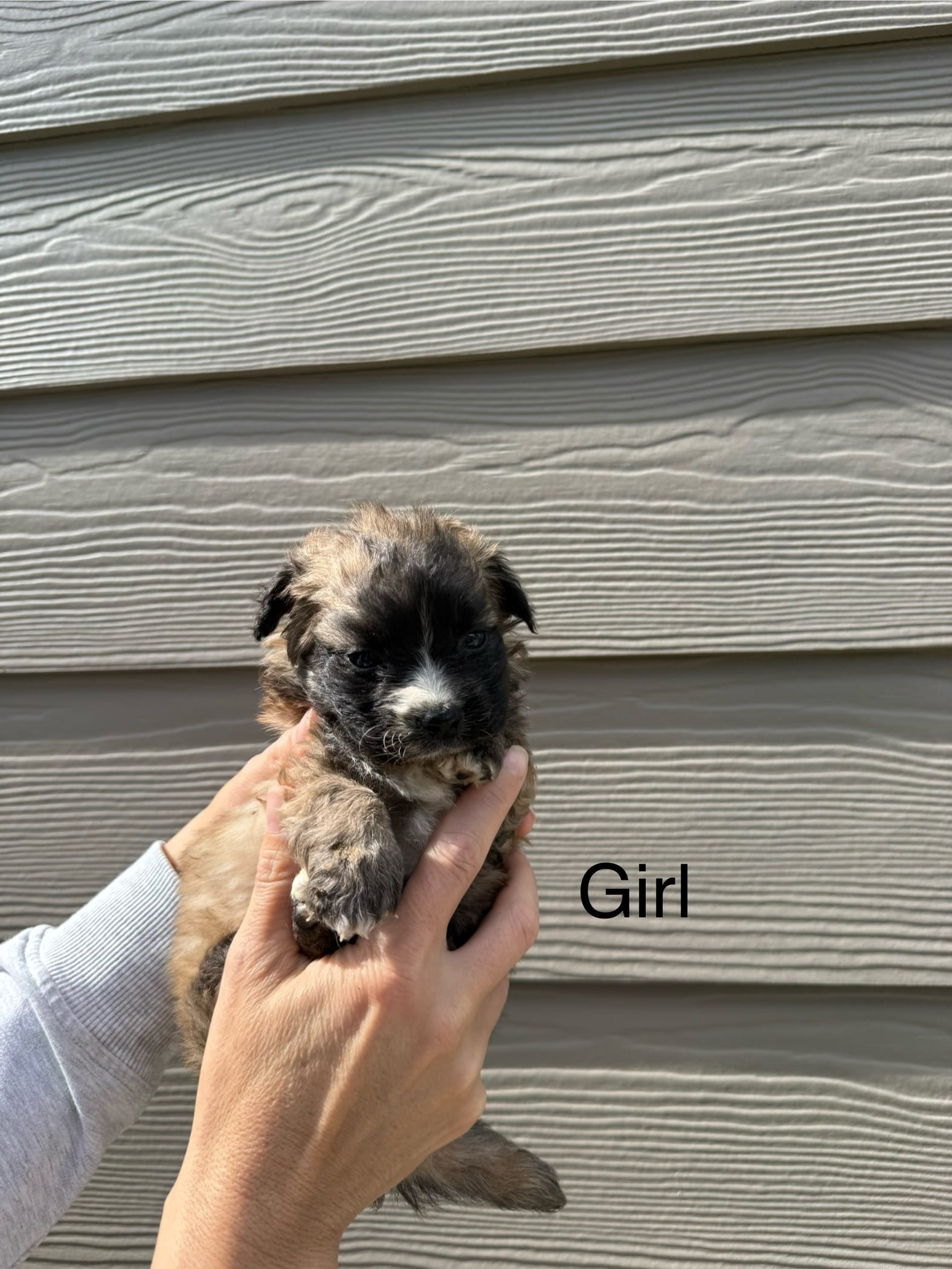 Pomapoo Puppy Girl – Pomapoo puppy for sale in Portland, OR