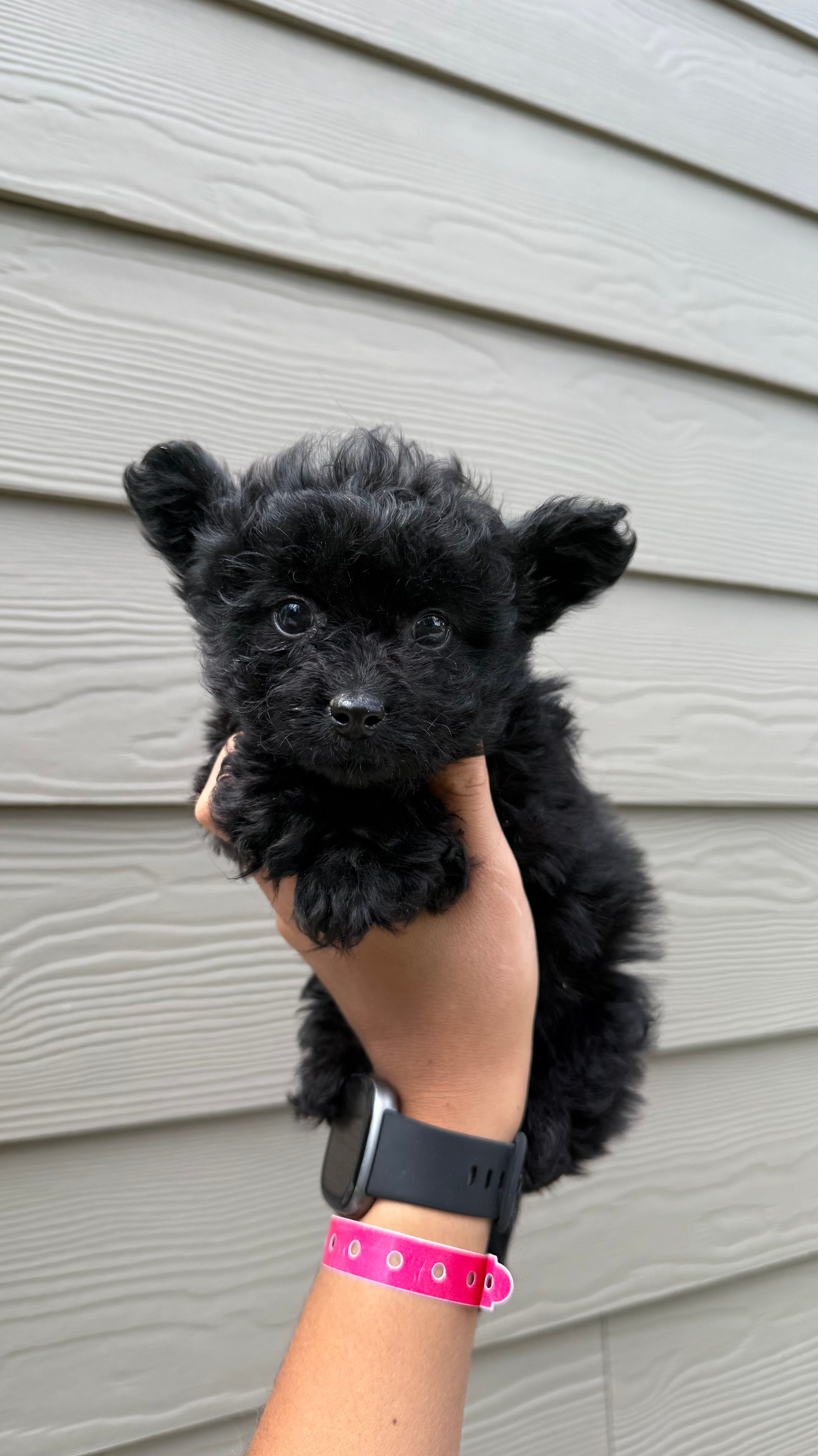 Pomapoo Boy Puppy  – Pomapoo puppy for sale in Portland, OR