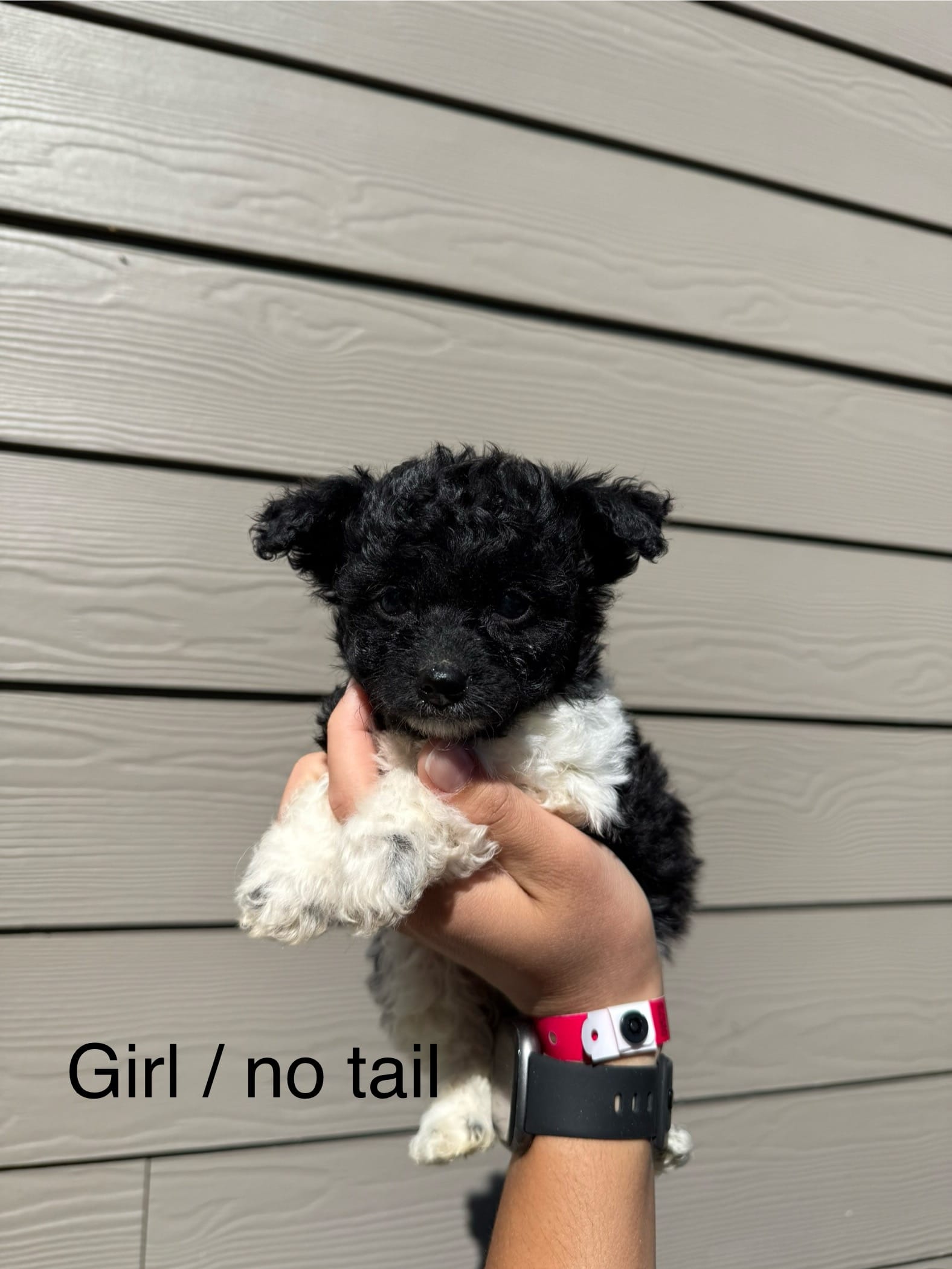 Pomapoo Girl Puppy  – Pomapoo puppy for sale in Portland, OR