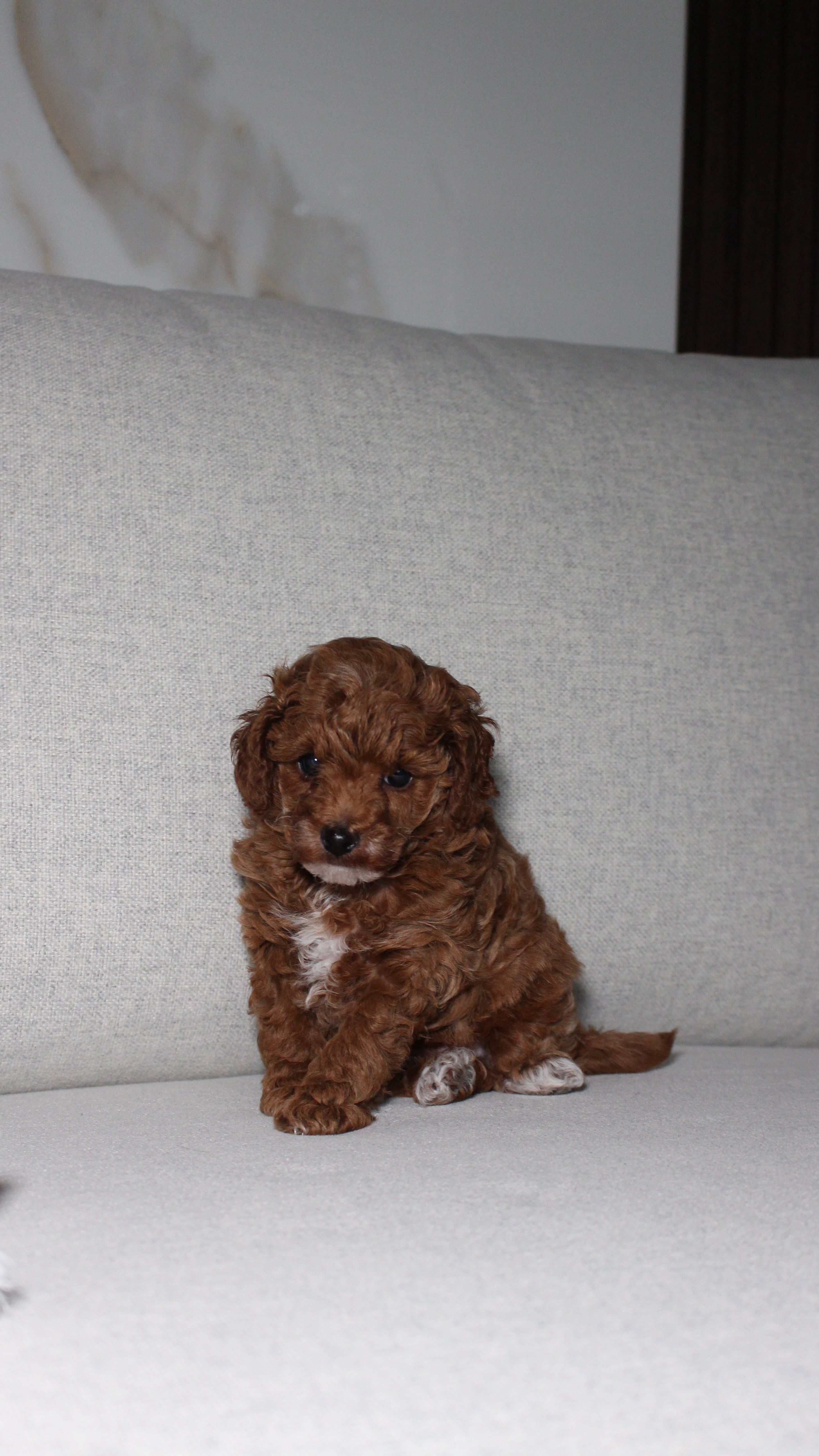 Teacup Poodle Puppy  – Poodle - Toy  puppy for sale in Portland, OR