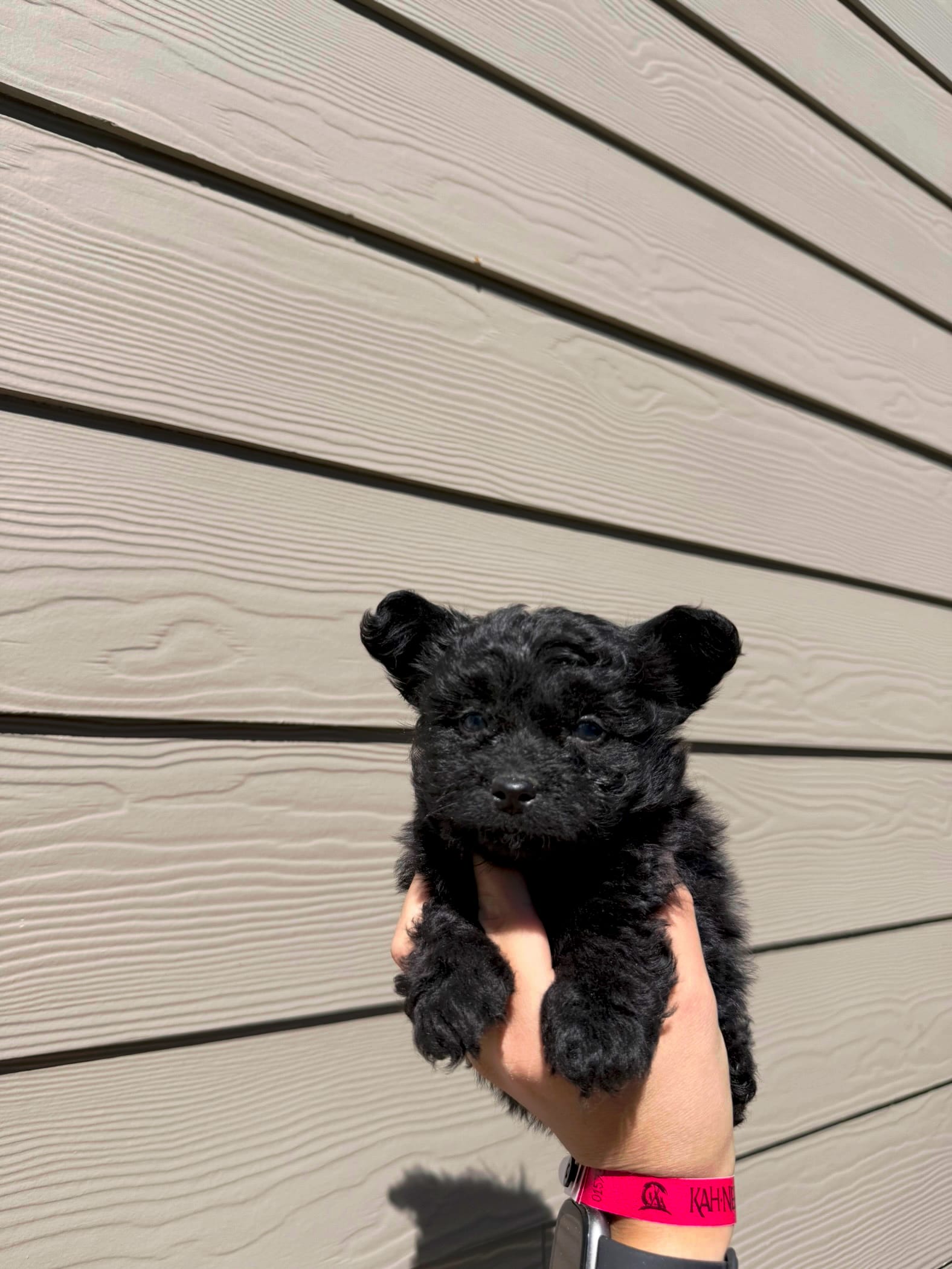 Pomapoo Boy Puppy  – Pomapoo puppy for sale in Portland, OR