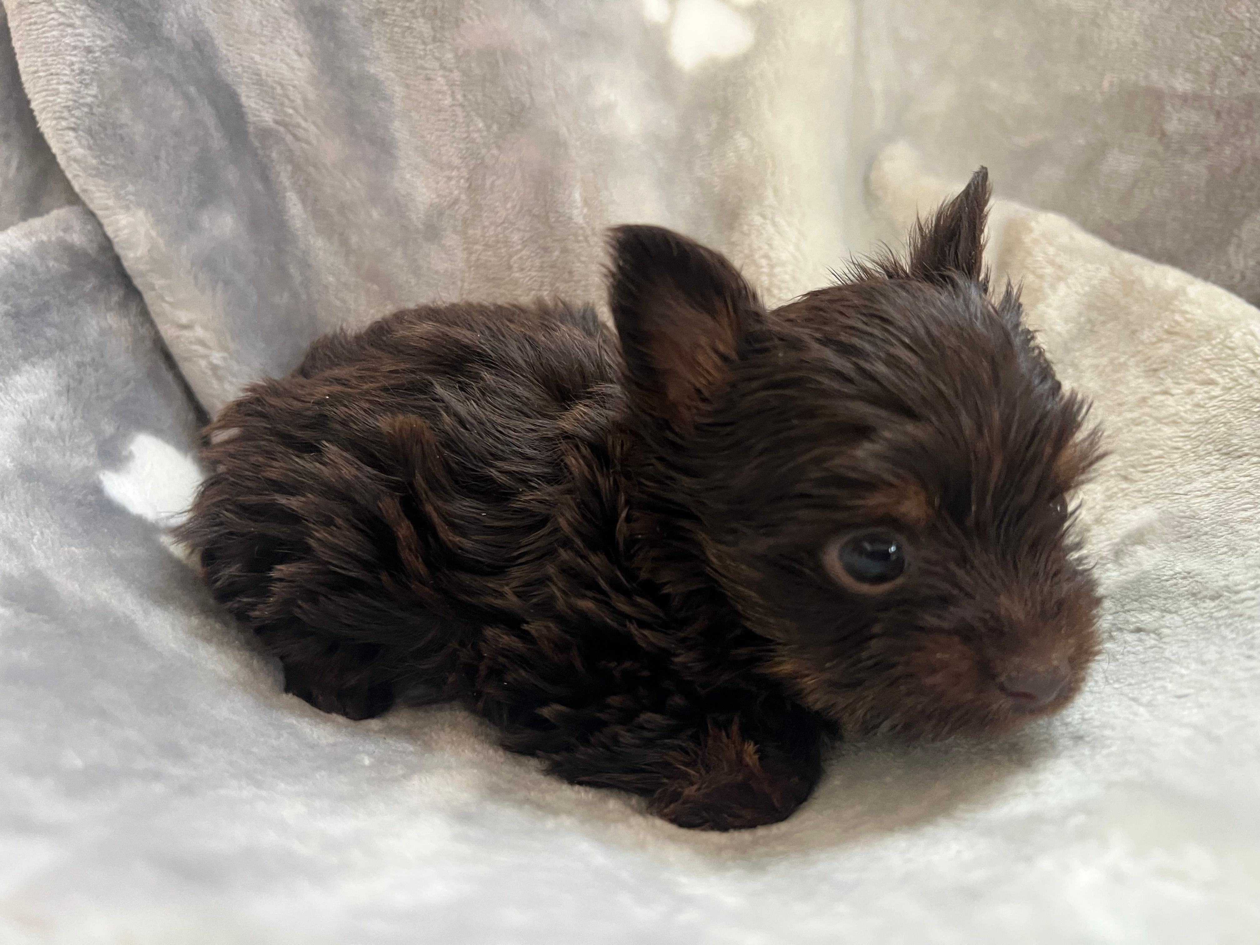 Mister – Yorkshire Terrier puppy for sale in Henderson, NV