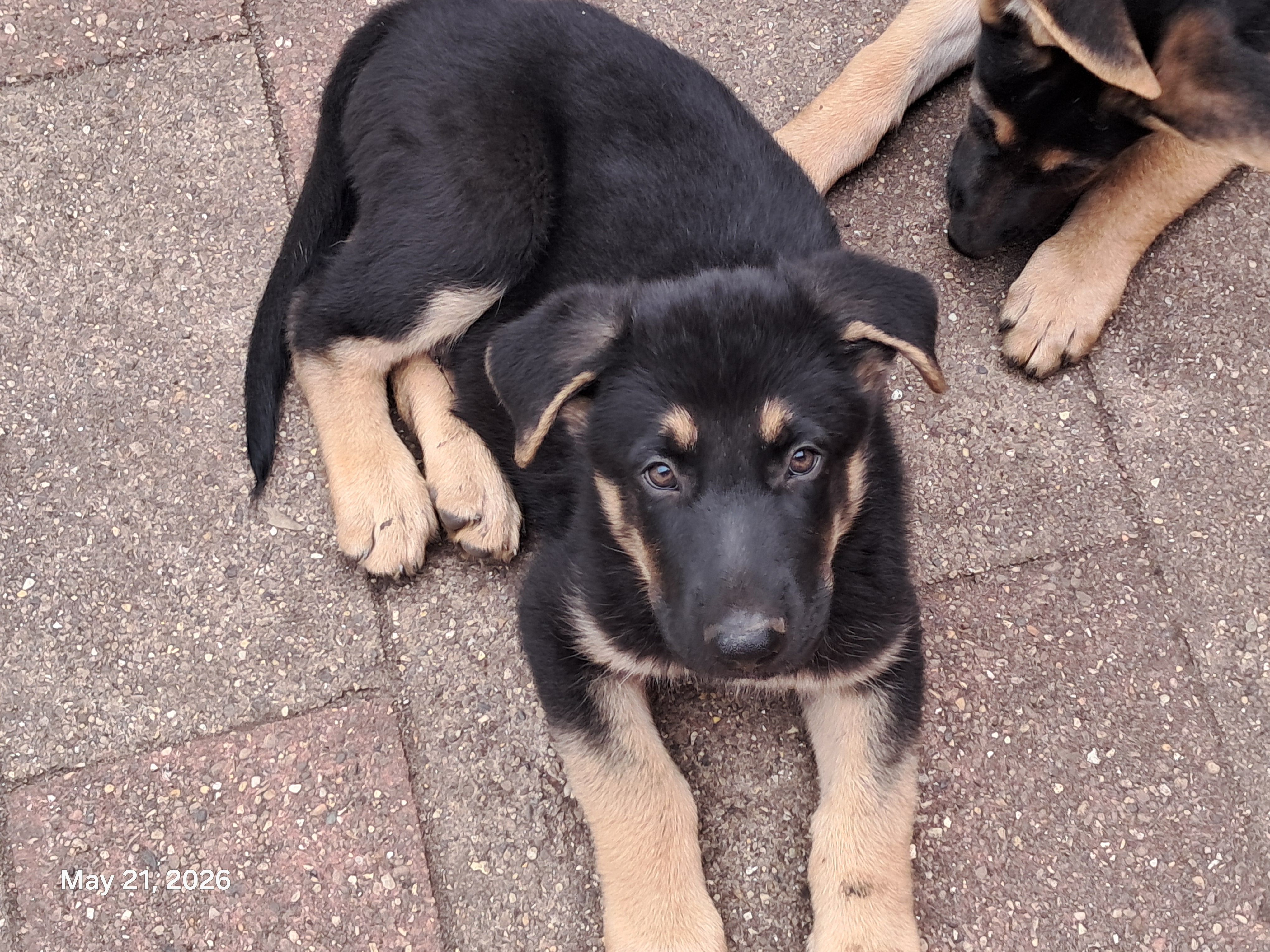 Chase – German Shepherd Dog puppy for sale in Rockford, IL