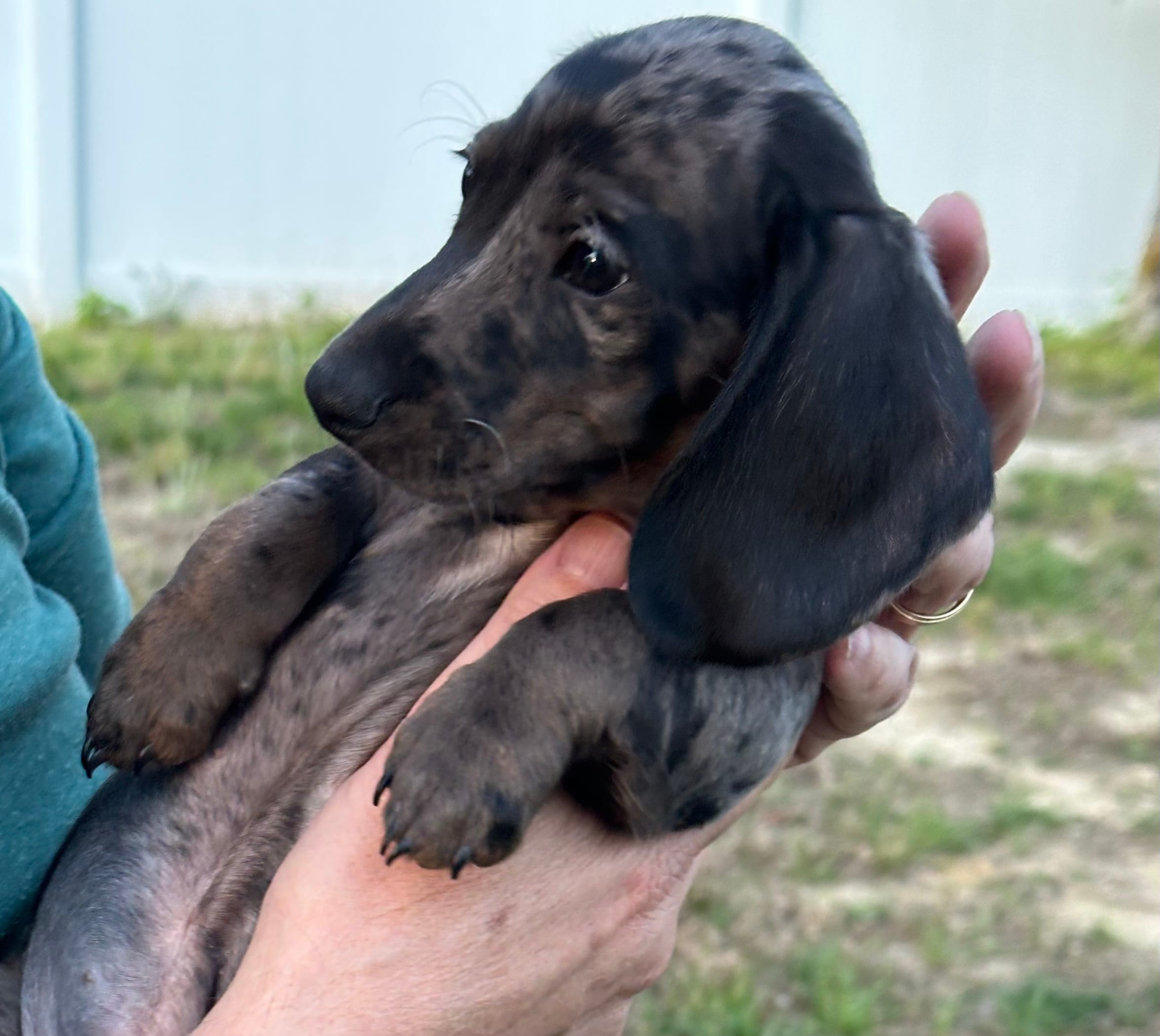 Tater – Miniature Dachshund puppy for sale in Aylett, VA