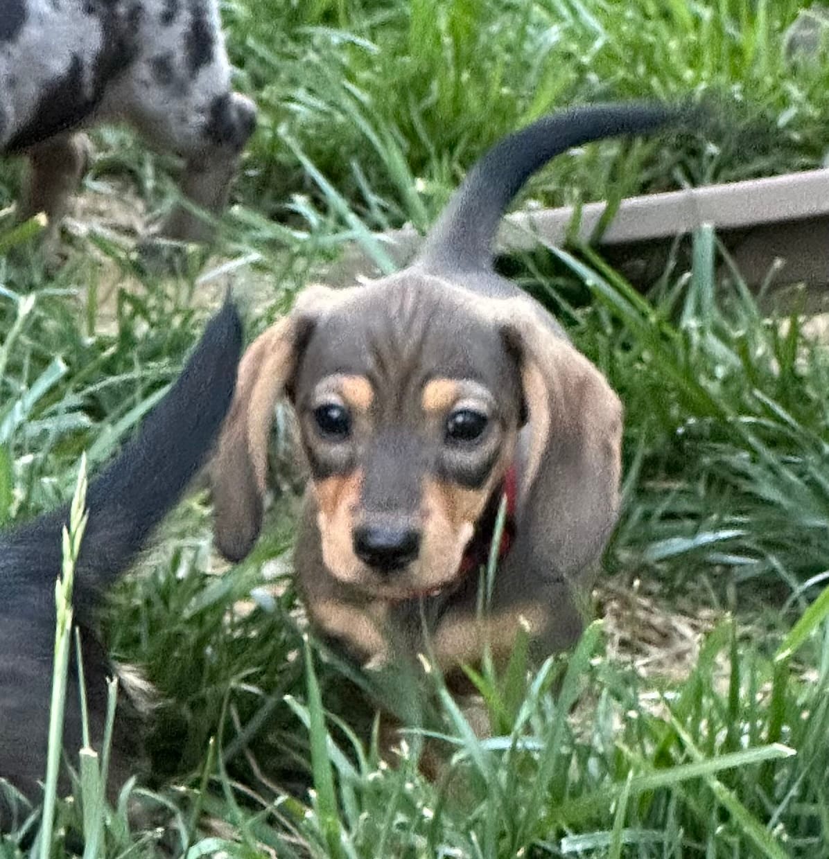 Ruby – Miniature Dachshund puppy for sale in Aylett, VA