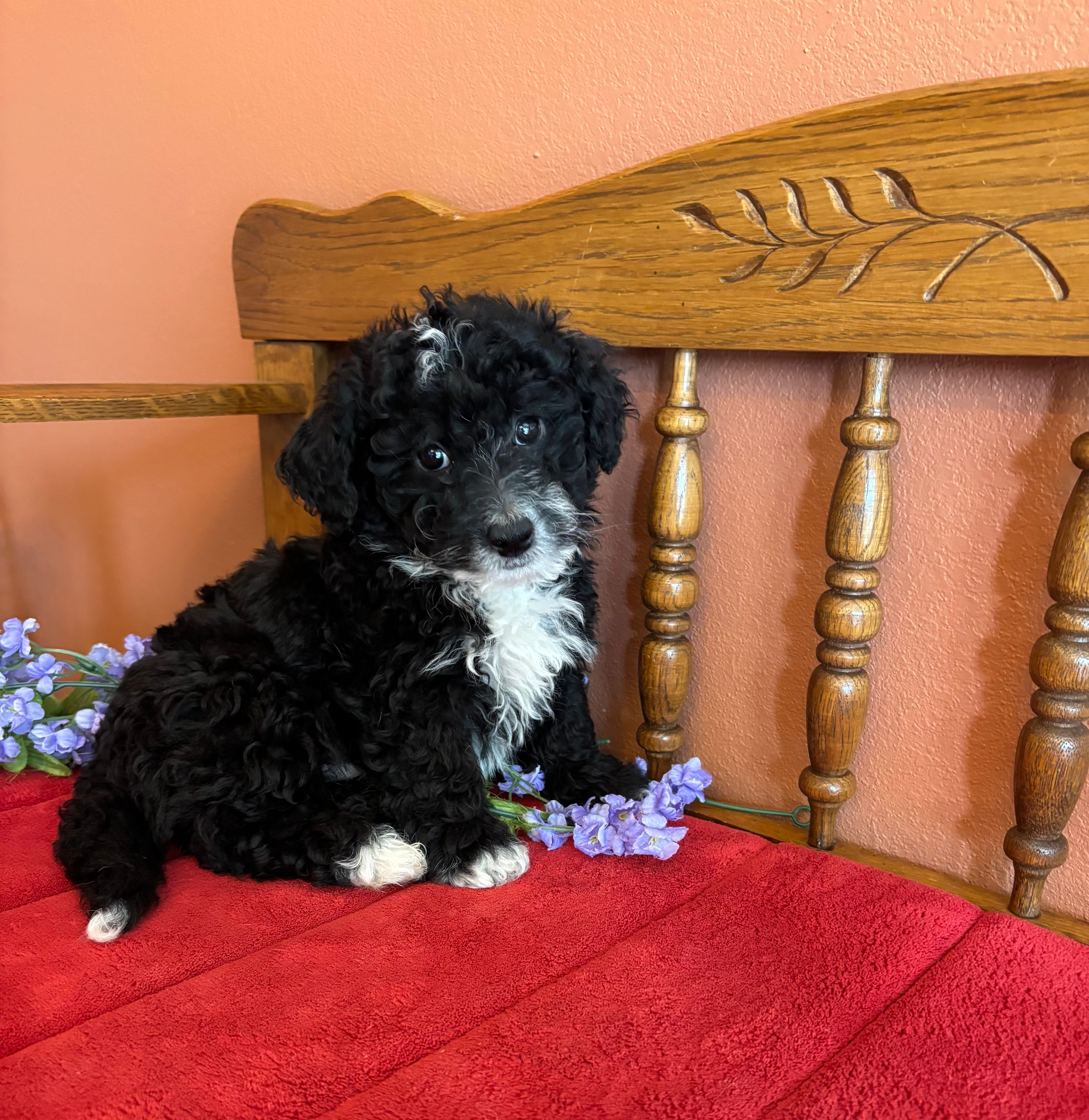 Ace – Miniature Bernedoodle puppy for sale in Seneca, KS