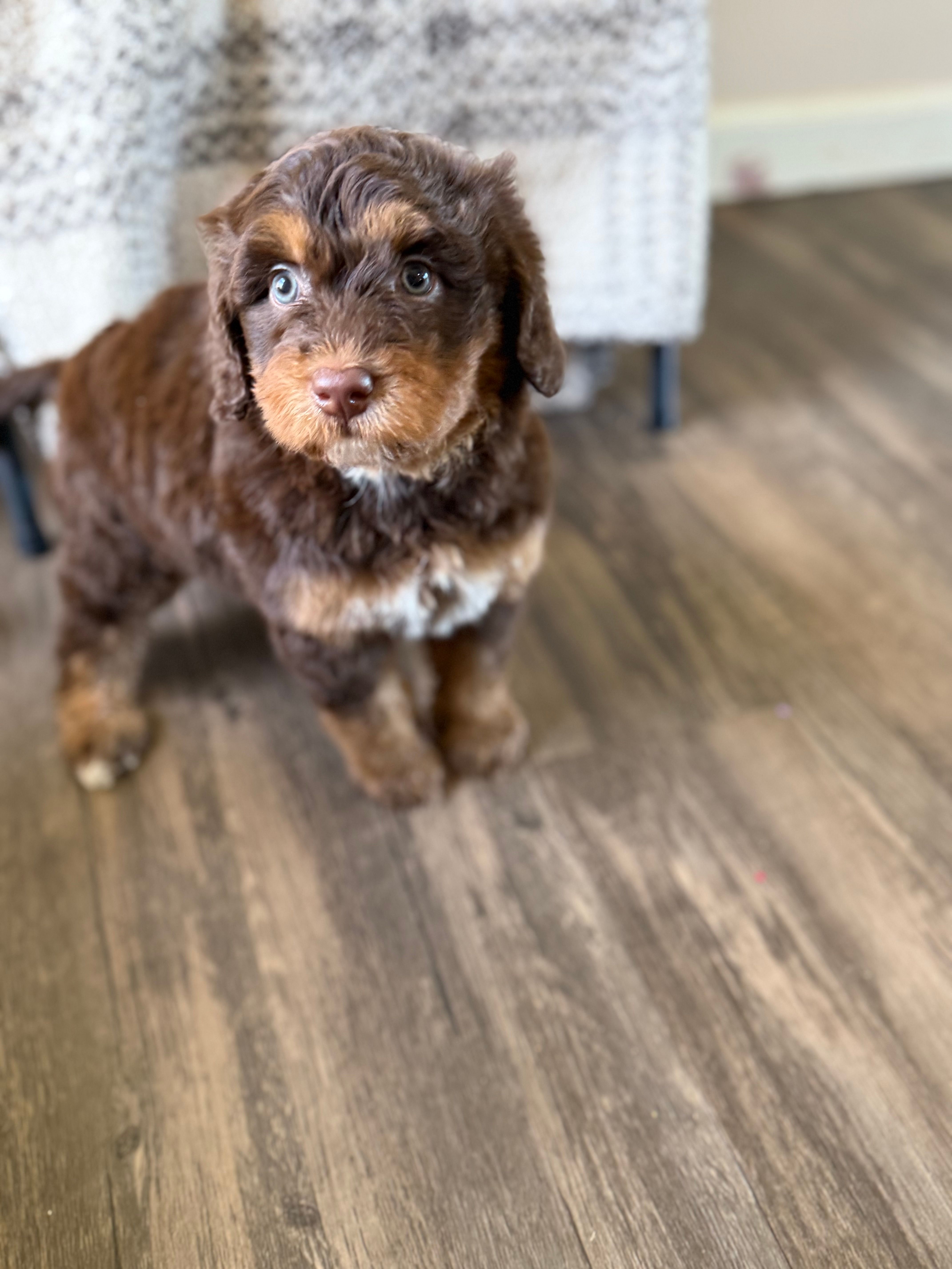 Tootsie – Miniature Bernedoodle puppy for sale in Danielsville, GA