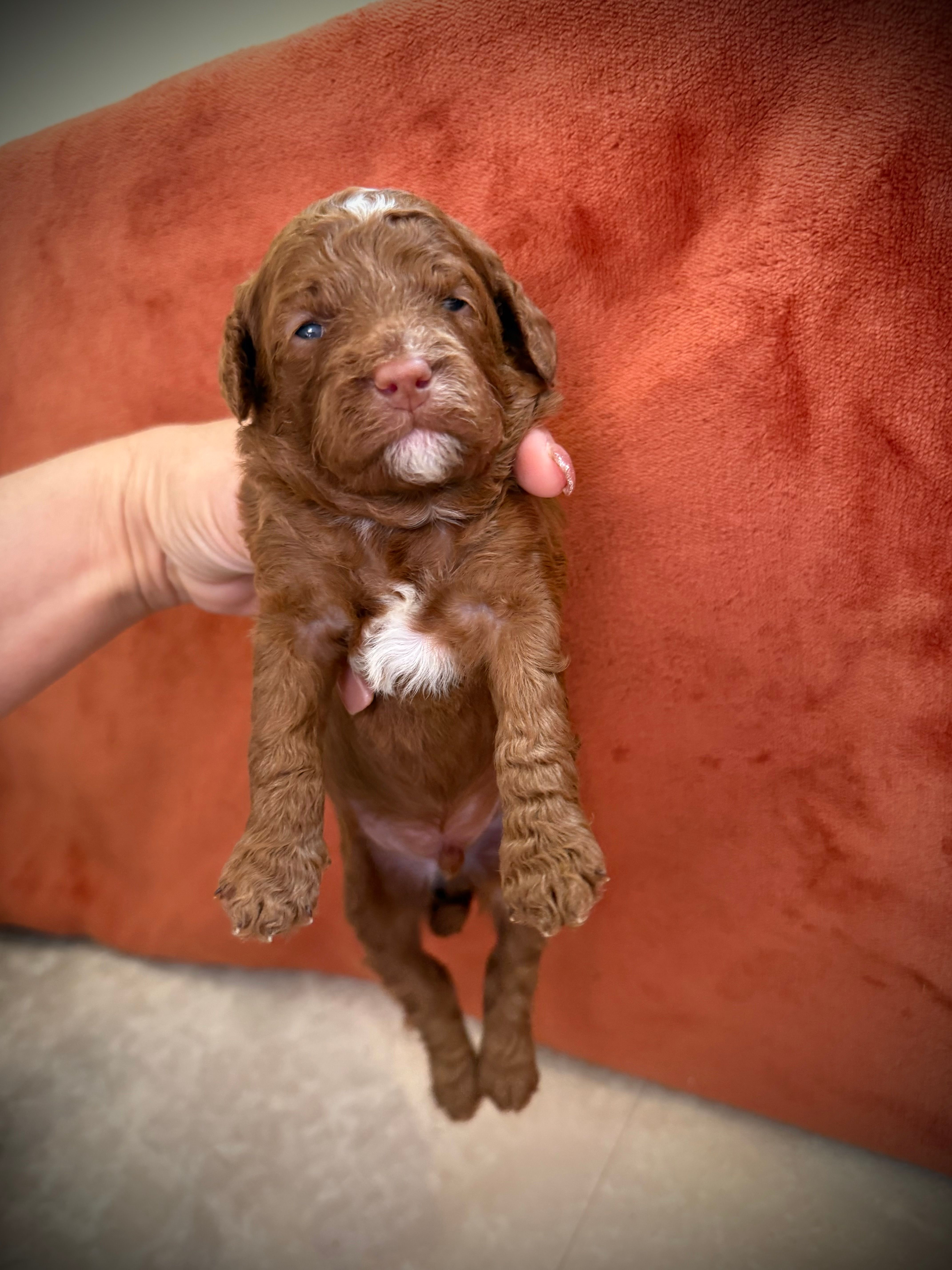 Peter (Rabbit) – Cockapoo puppy for sale in Danielsville, GA