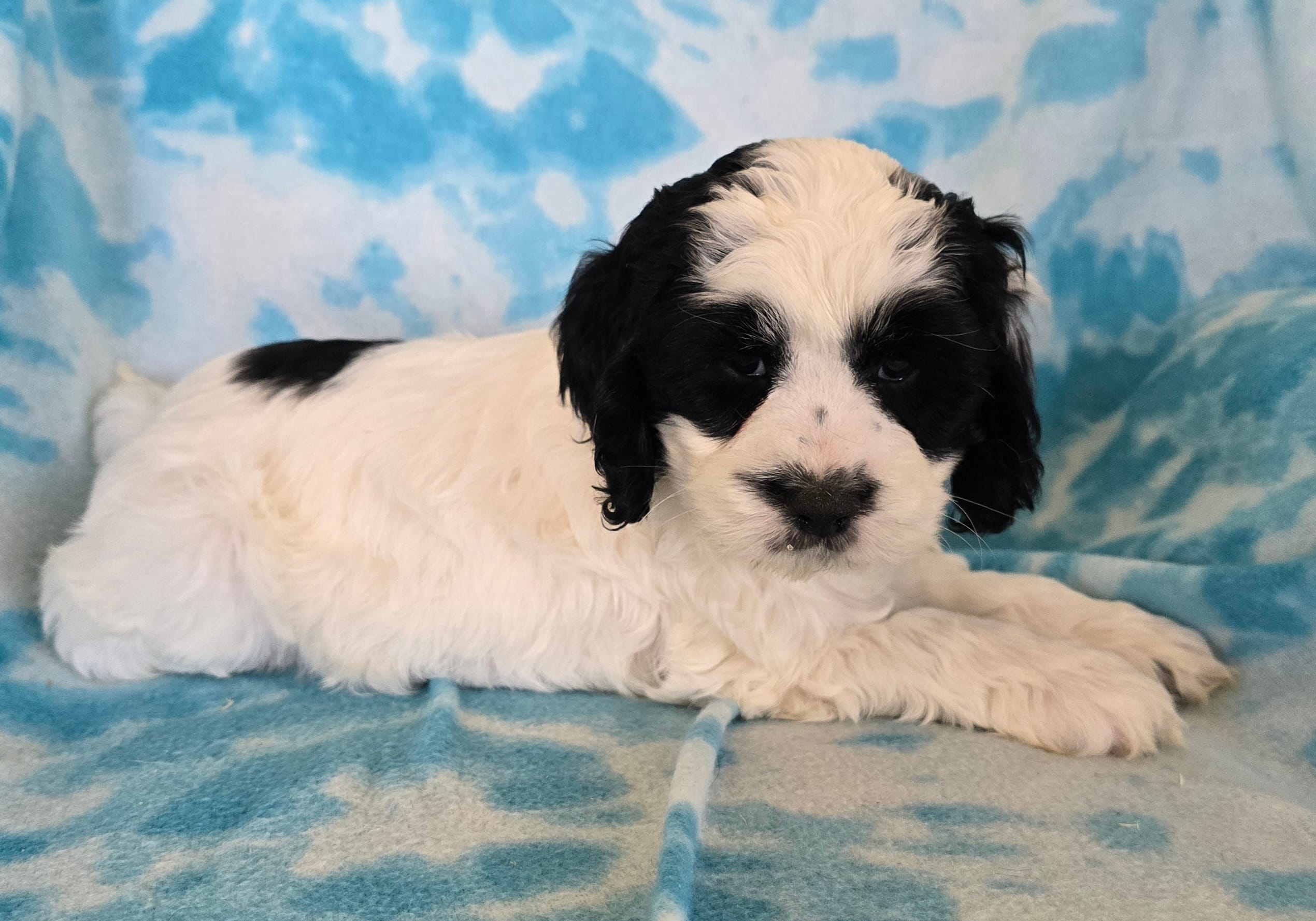 Banjo – Cockapoo puppy for sale in Blacksburg, VA