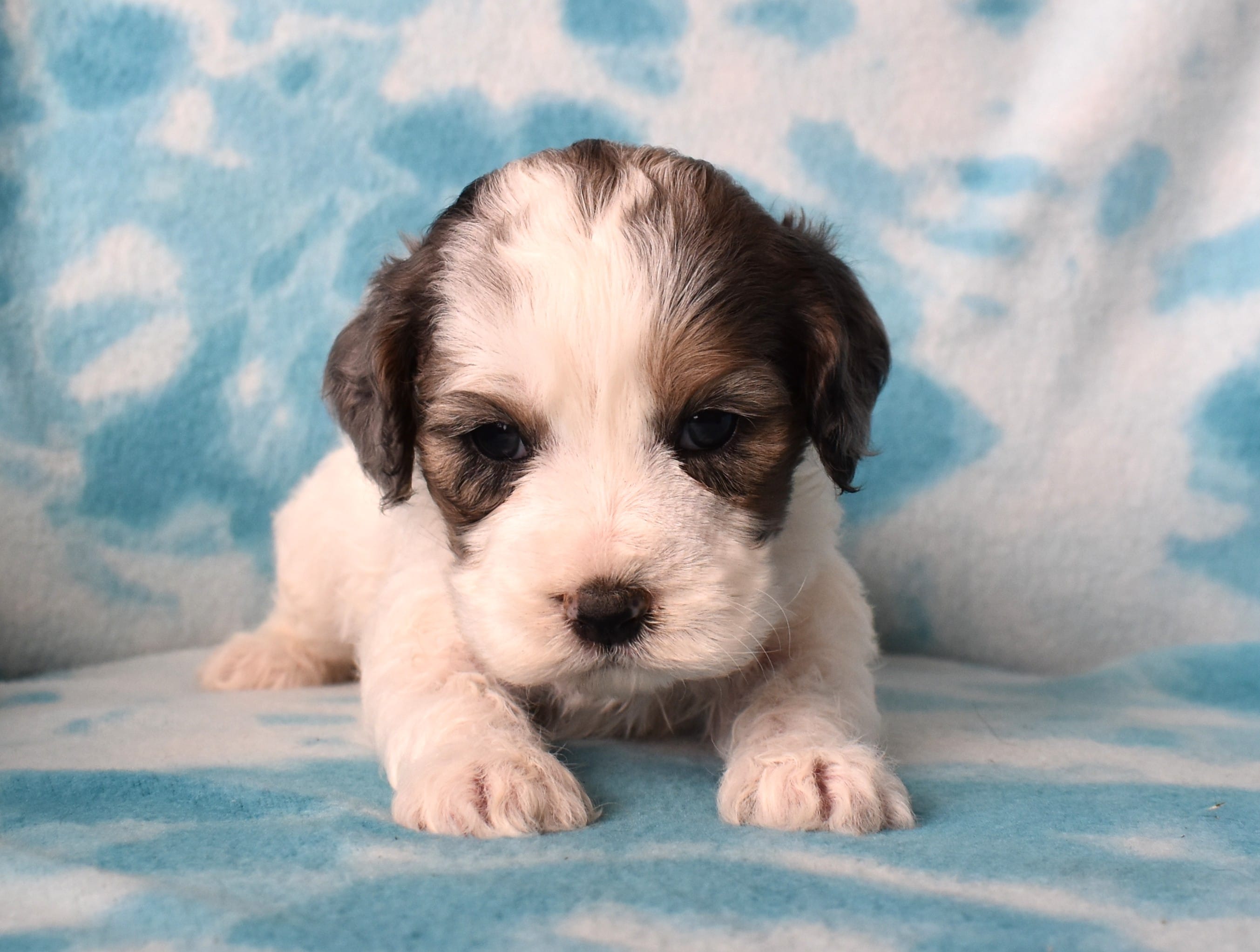 Little Jo – Cockapoo puppy for sale in Blacksburg, VA