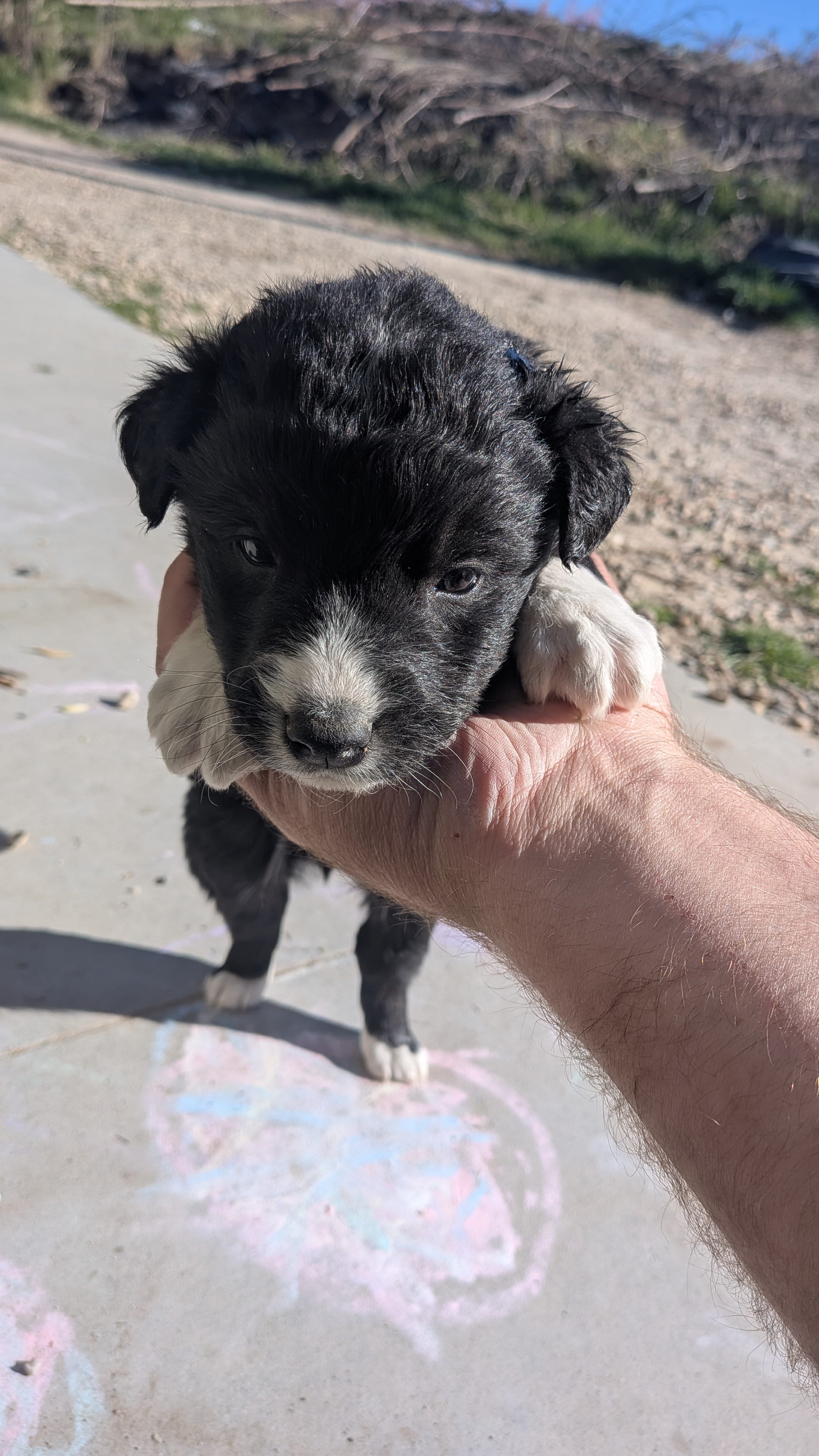 Kenzie – Australian Shepherd, Siberian Husky puppy for sale in Caldwell, ID