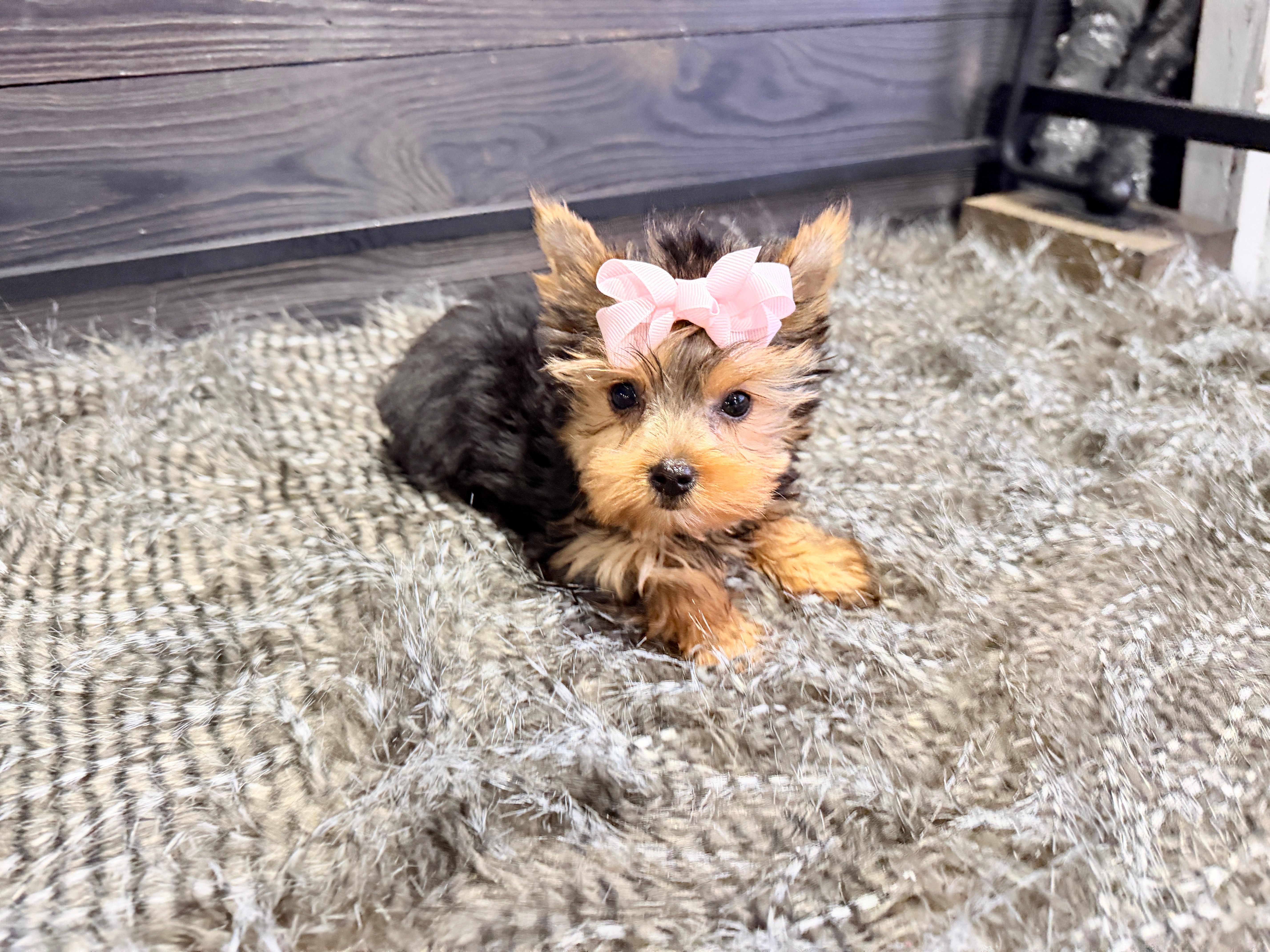 Rosie – Yorkshire Terrier puppy for sale in Vilonia, AR