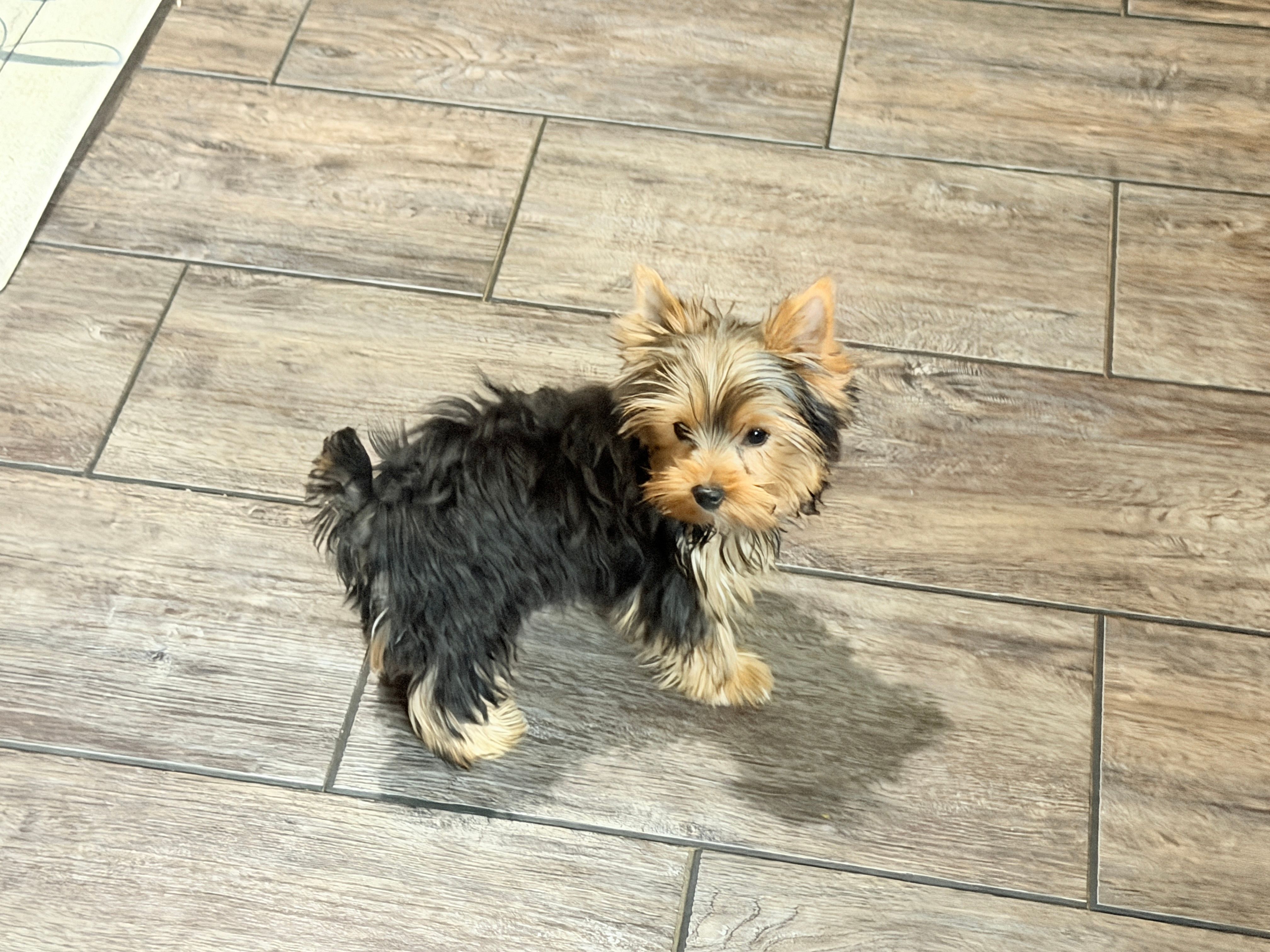 Rosie – Yorkshire Terrier puppy for sale in Vilonia, AR