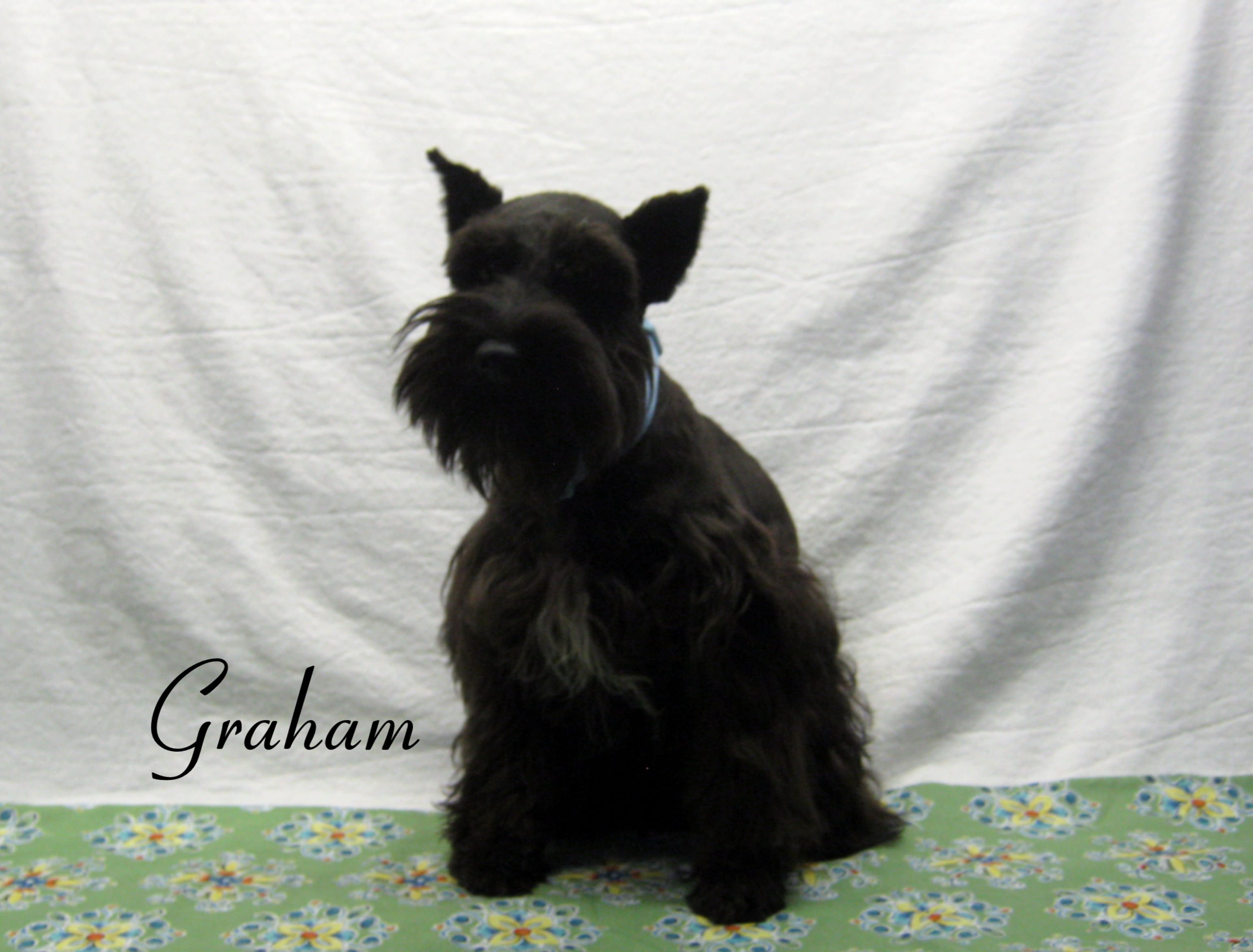 AKC Graham – Miniature Schnauzer puppy for sale in Marionville, MO