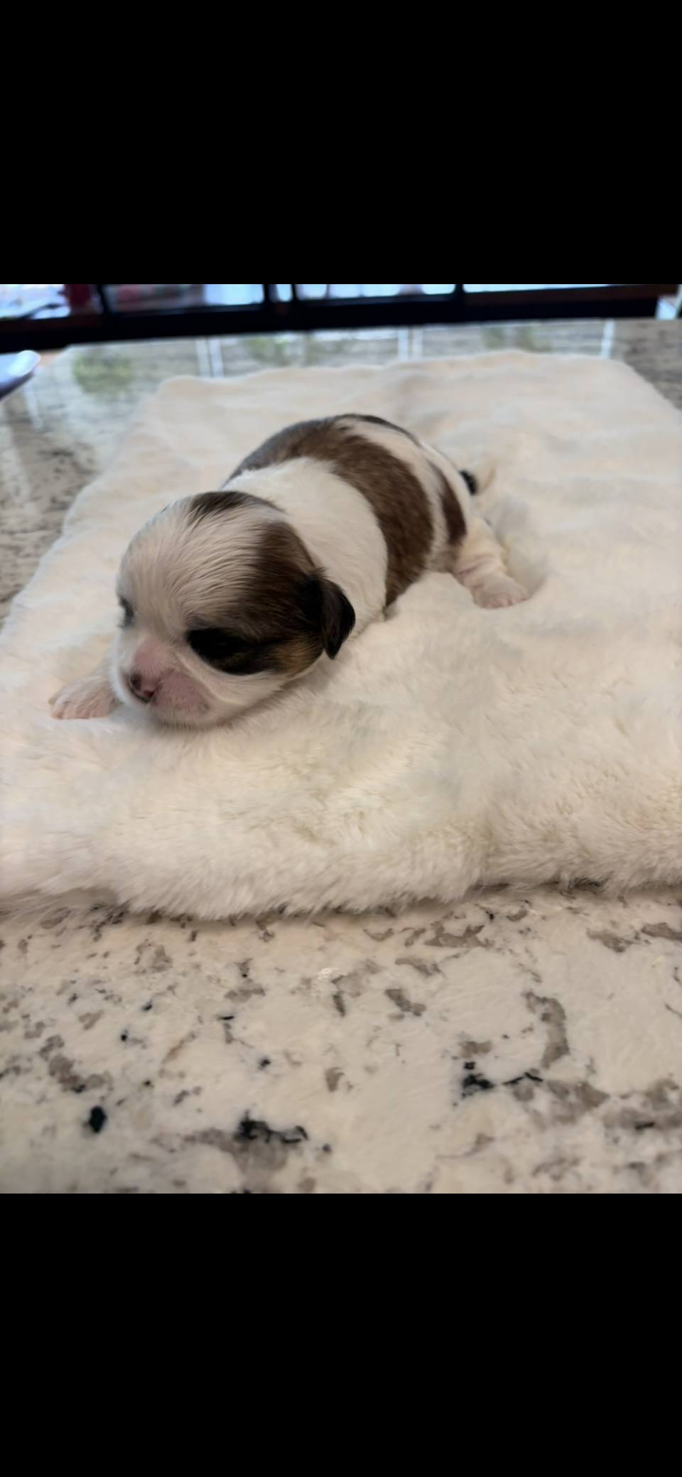 Max – Shih Tzu puppy for sale in Lawrenceville, GA