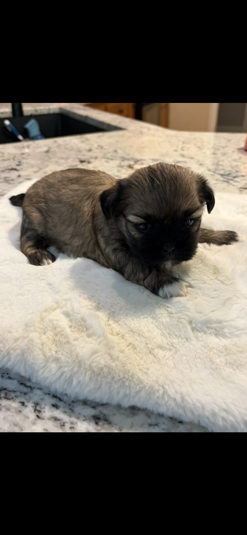 Molly – Shih Tzu puppy for sale in Lawrenceville, GA