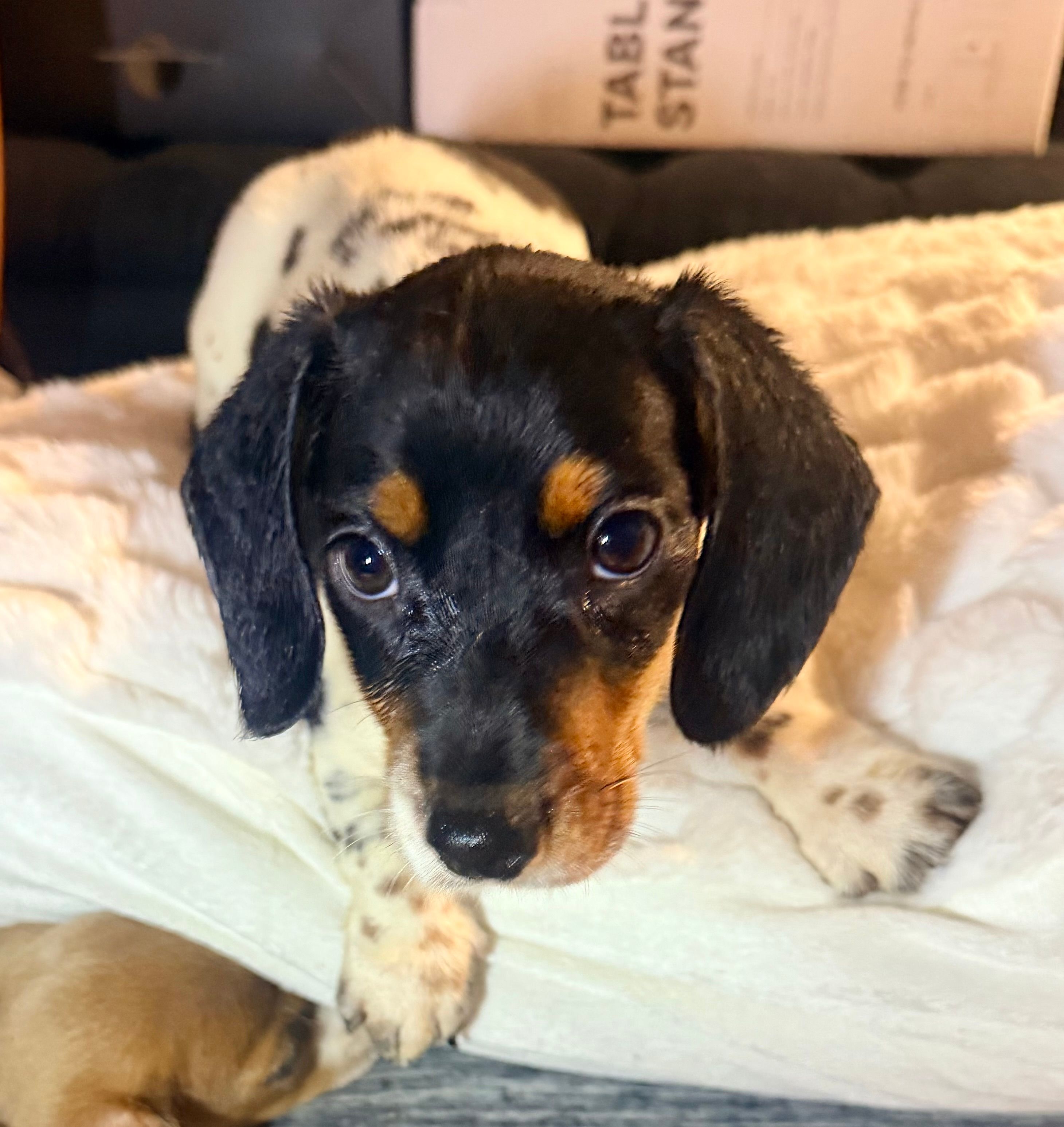 Panda – Miniature Dachshund puppy for sale in Milwaukee, WI