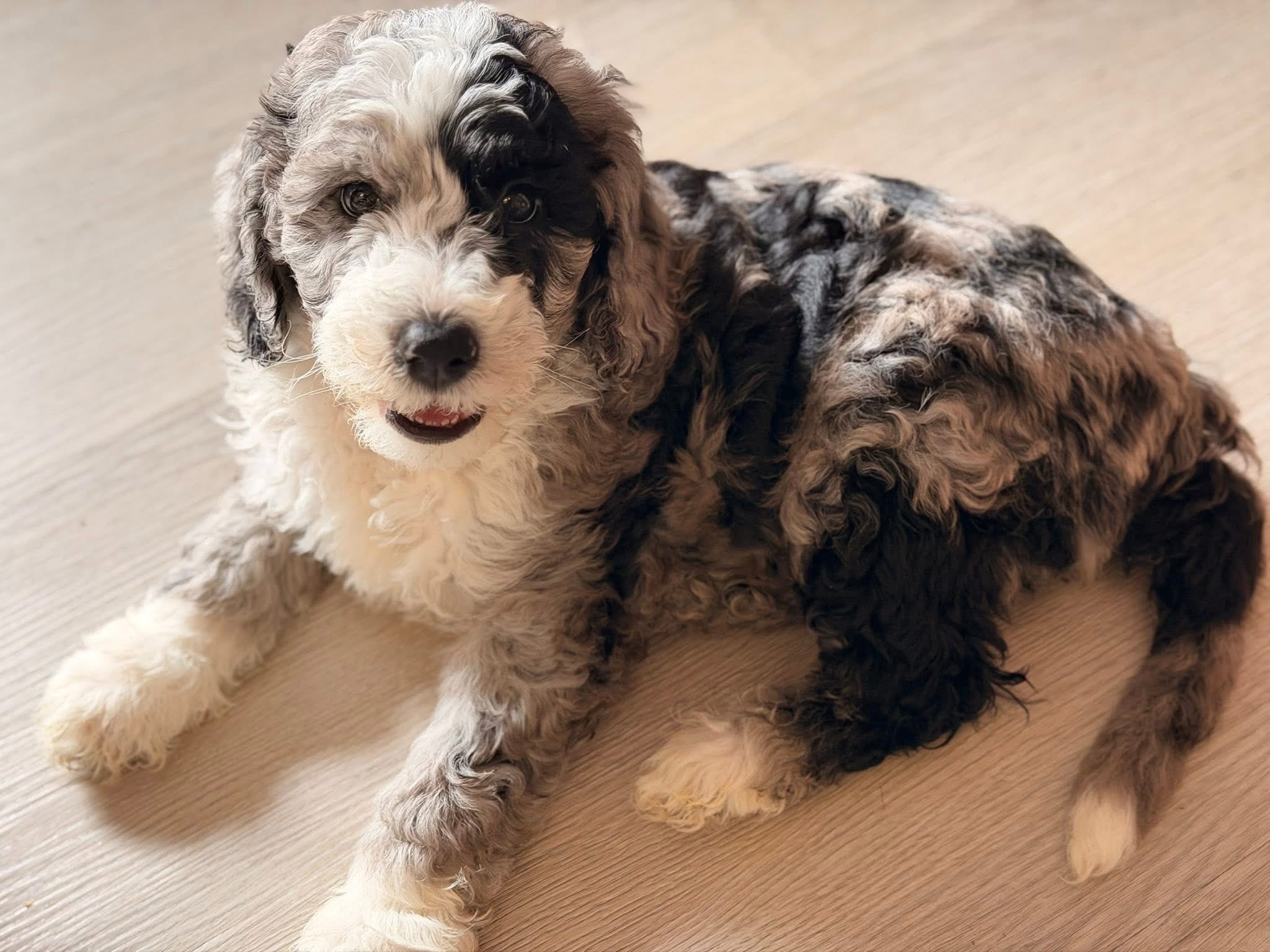 Lola – Bernedoodle puppy for sale in Zephyrhills South, FL