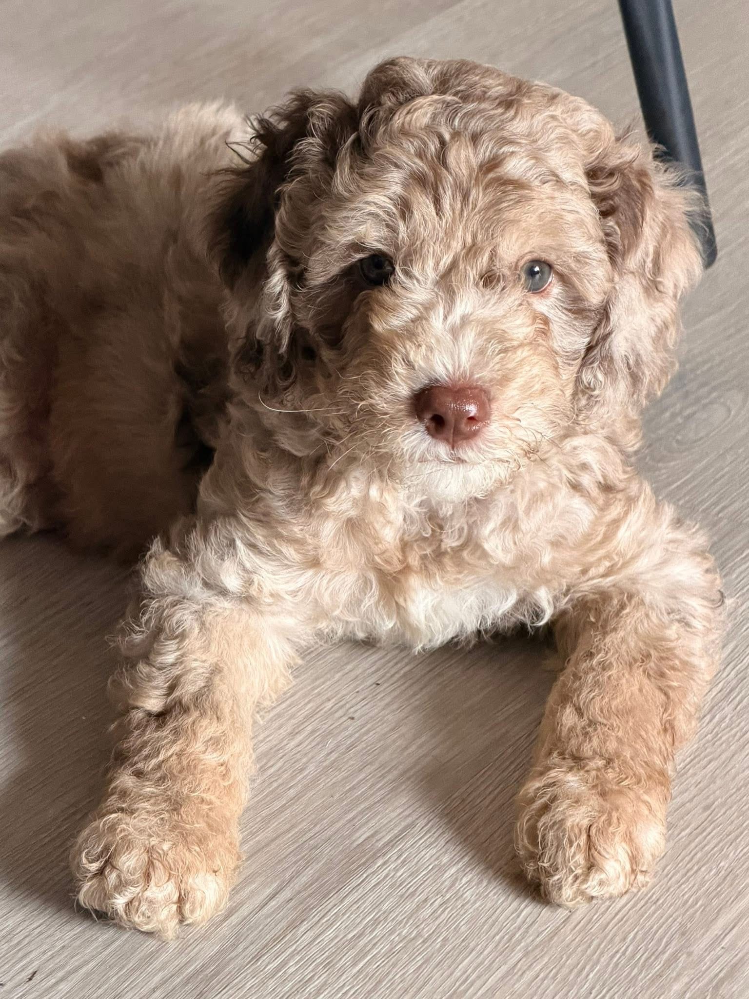 Limo – Bernedoodle puppy for sale in Zephyrhills South, FL
