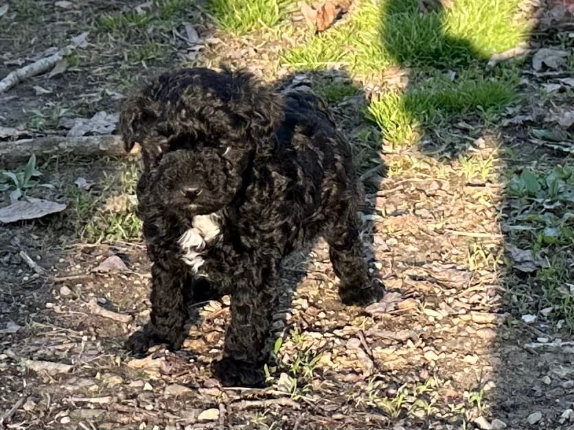 Jet – Poodle - Toy  puppy for sale in Cabool, MO