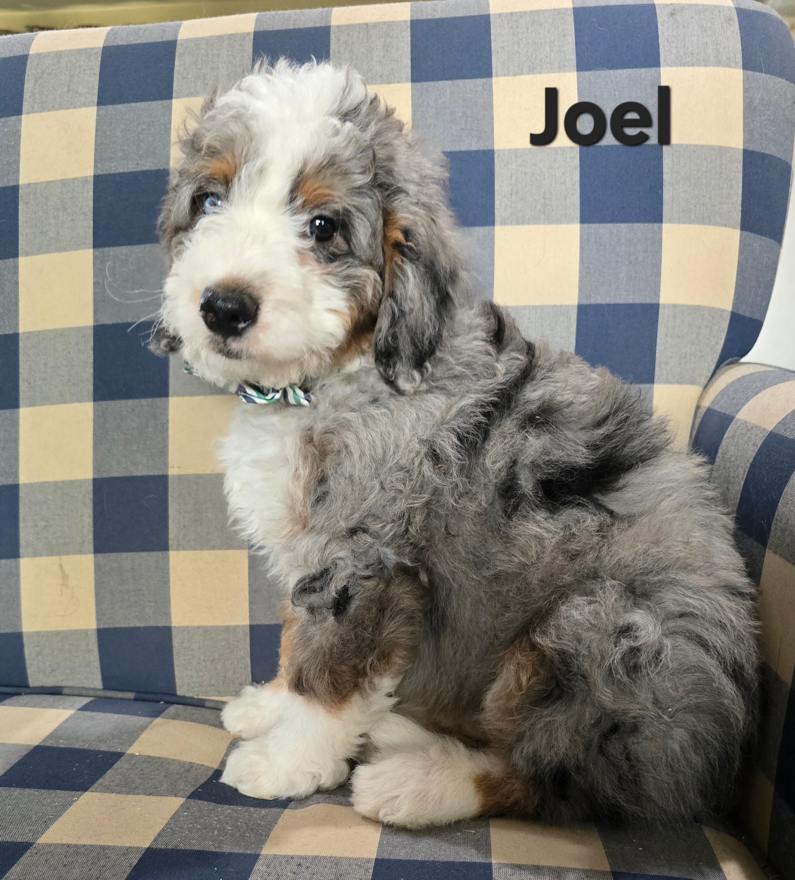 Joel – Miniature Bernedoodle puppy for sale in Galt, MO
