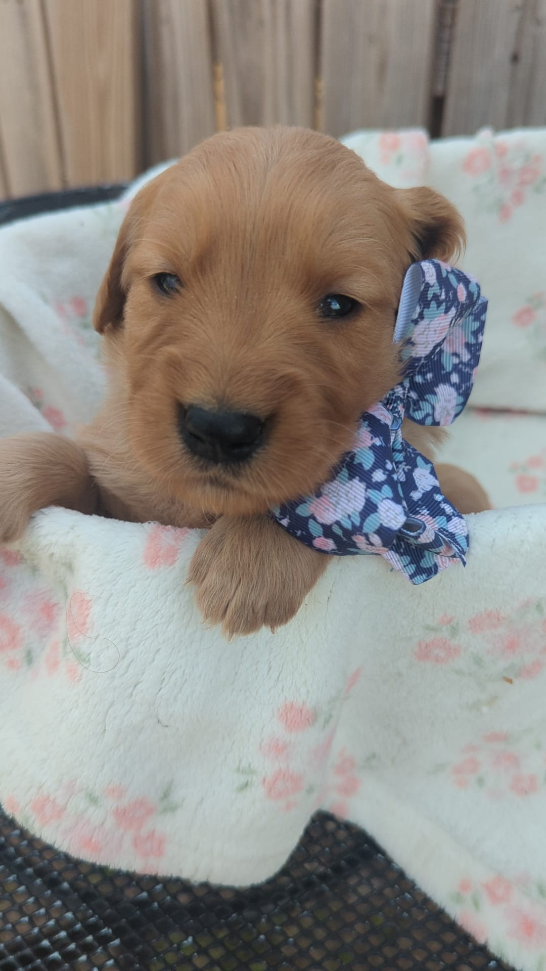 Abbey  – Golden Retriever puppy for sale in San Angelo, TX