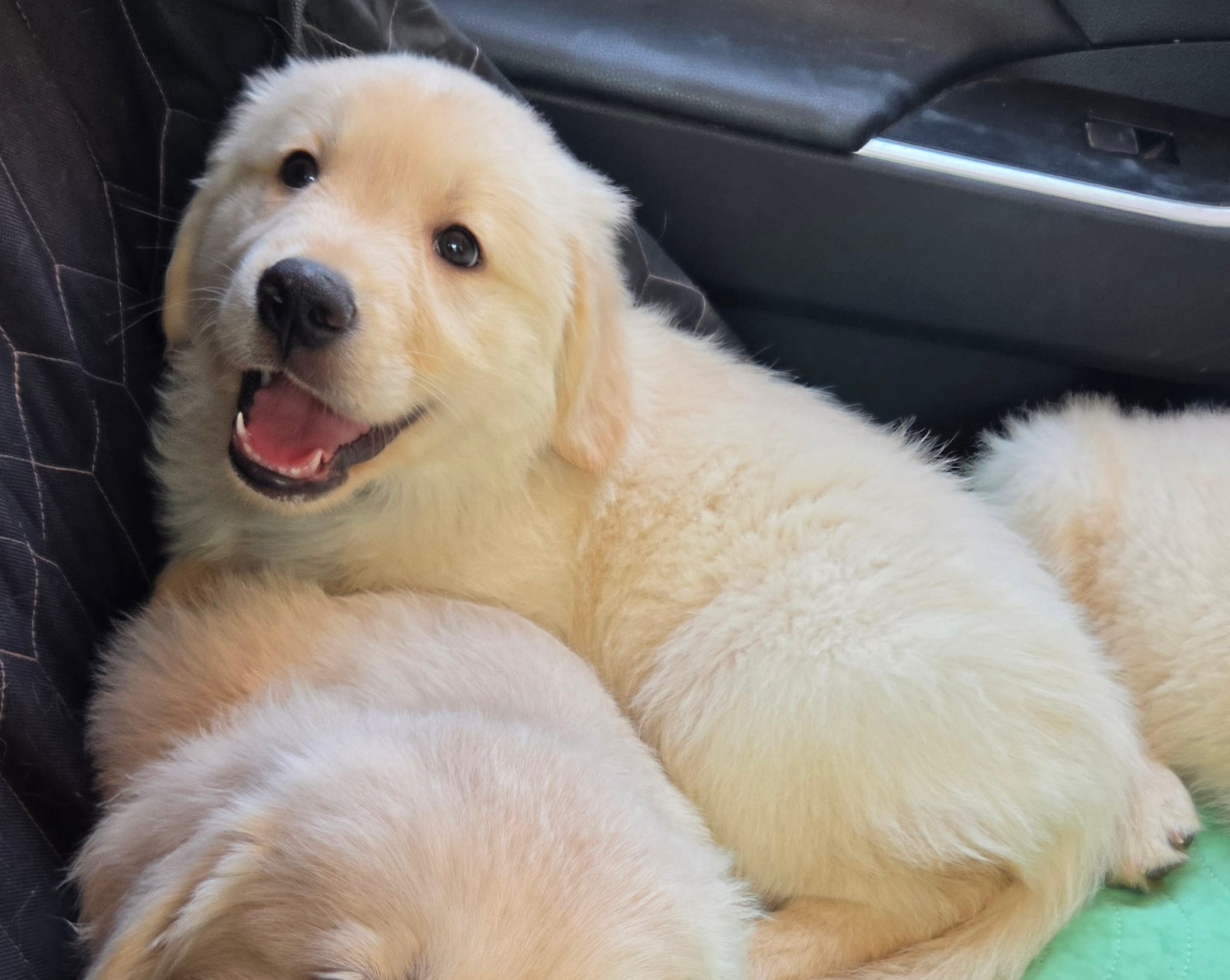 Grey Boy 🩶 – Golden Retriever, English Cream Golden Retriever puppy for sale in Laredo, TX