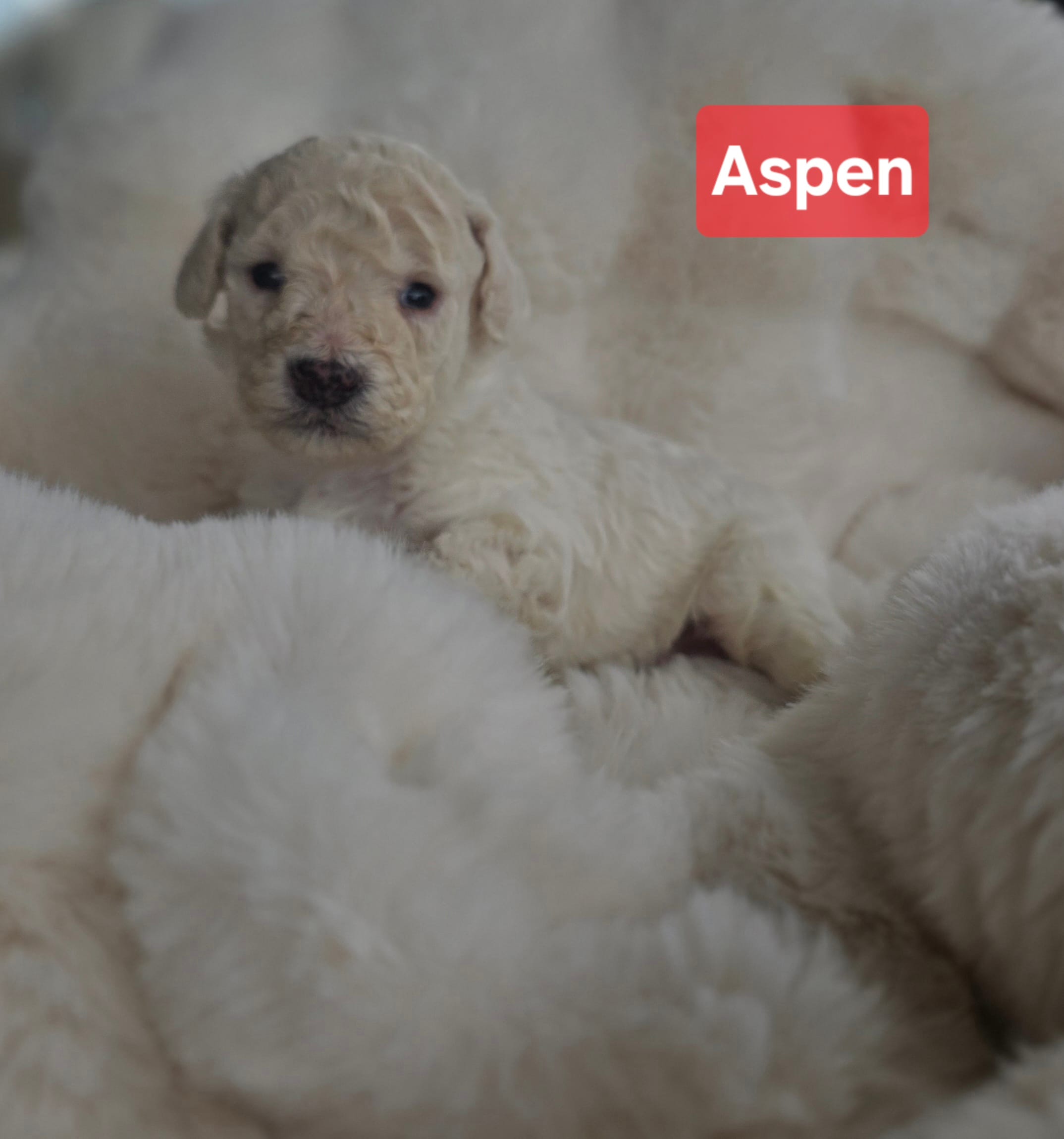 Aspen AKC