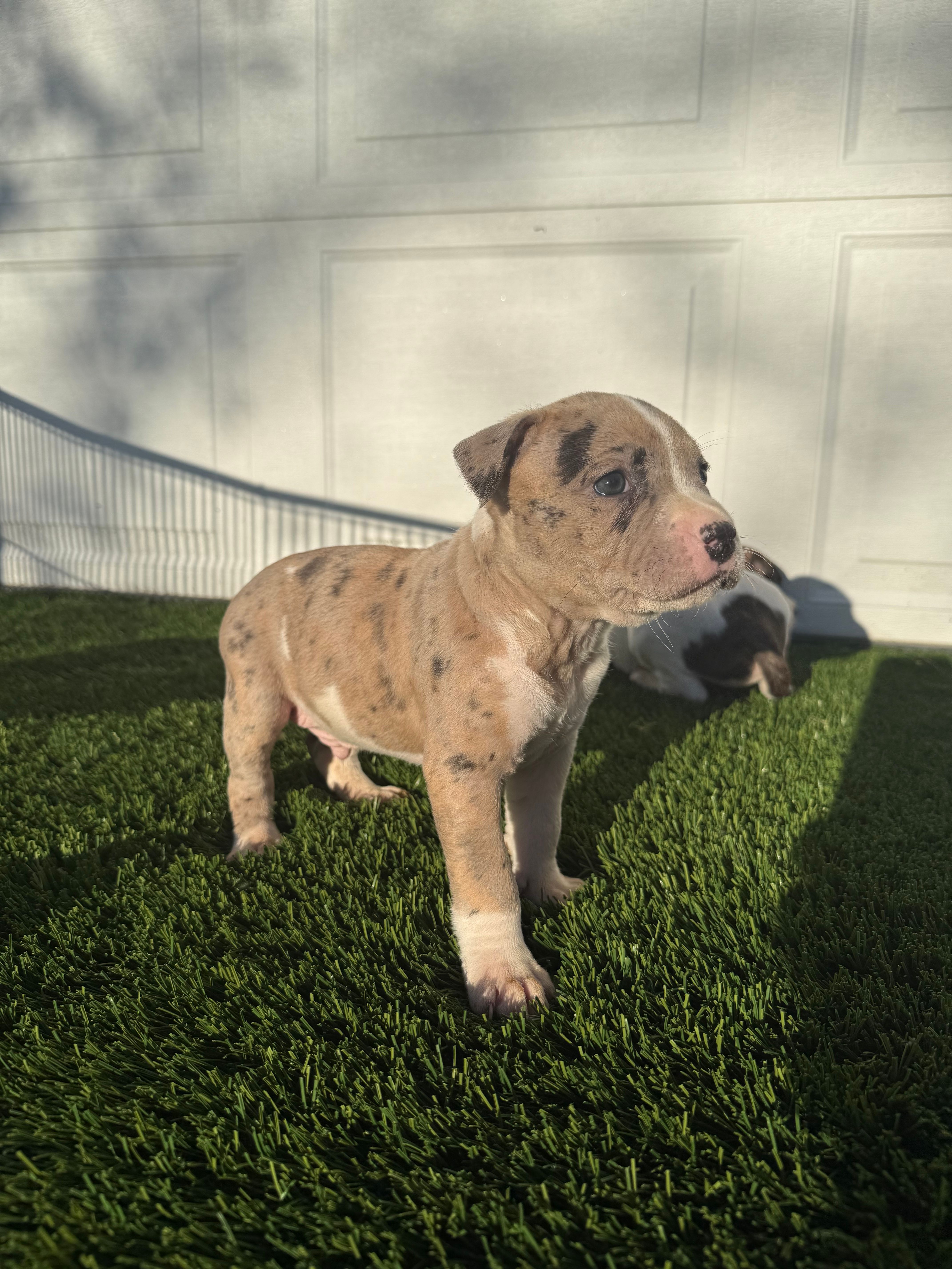 Merle Male – American Bully puppy for sale in Boise, ID