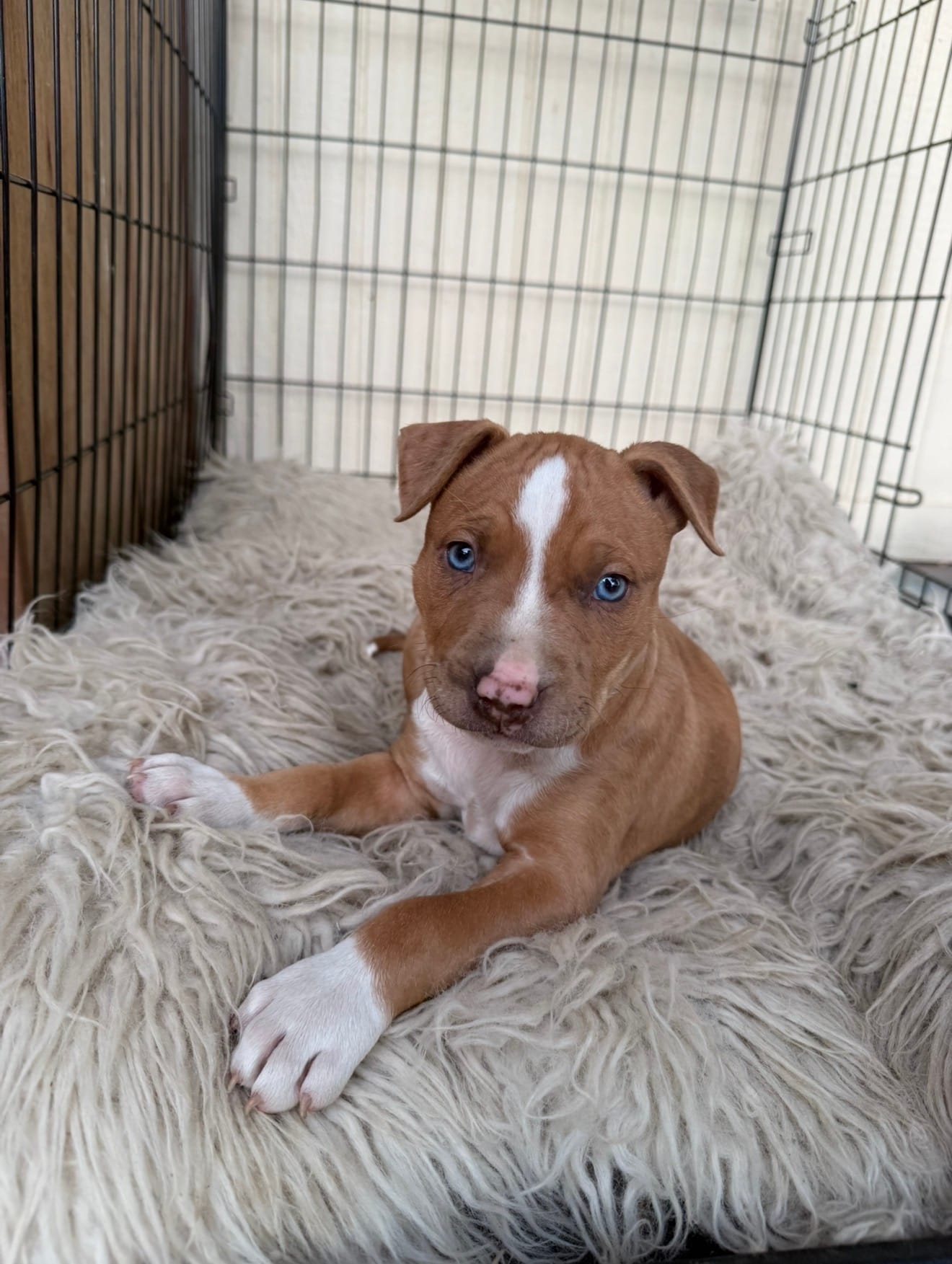 Red Male  – American Bully puppy for sale in Boise, ID