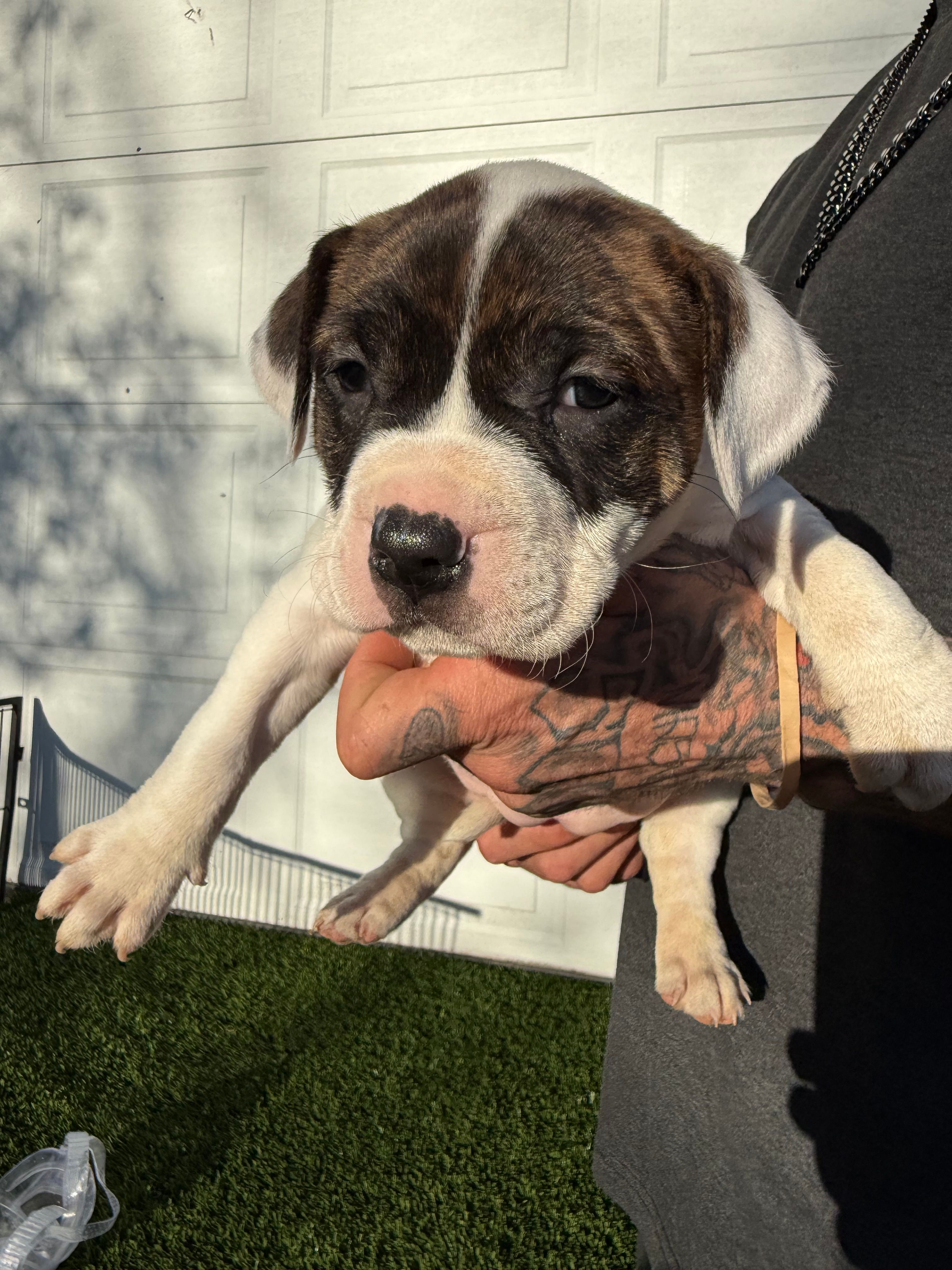 Brindle Bi Colour Female  – American Bully puppy for sale in Boise, ID