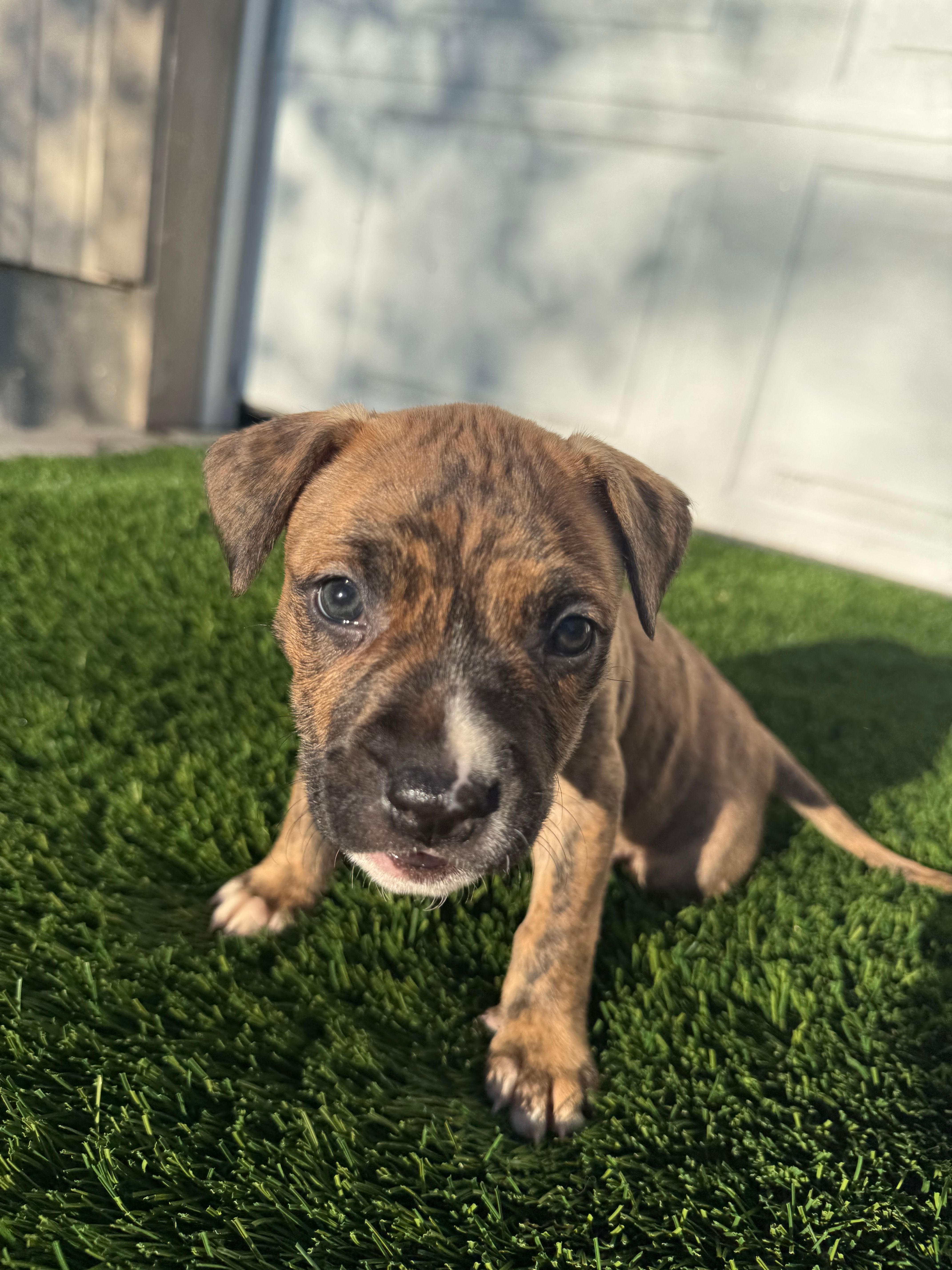 Brindle Female  – American Bully puppy for sale in Boise, ID