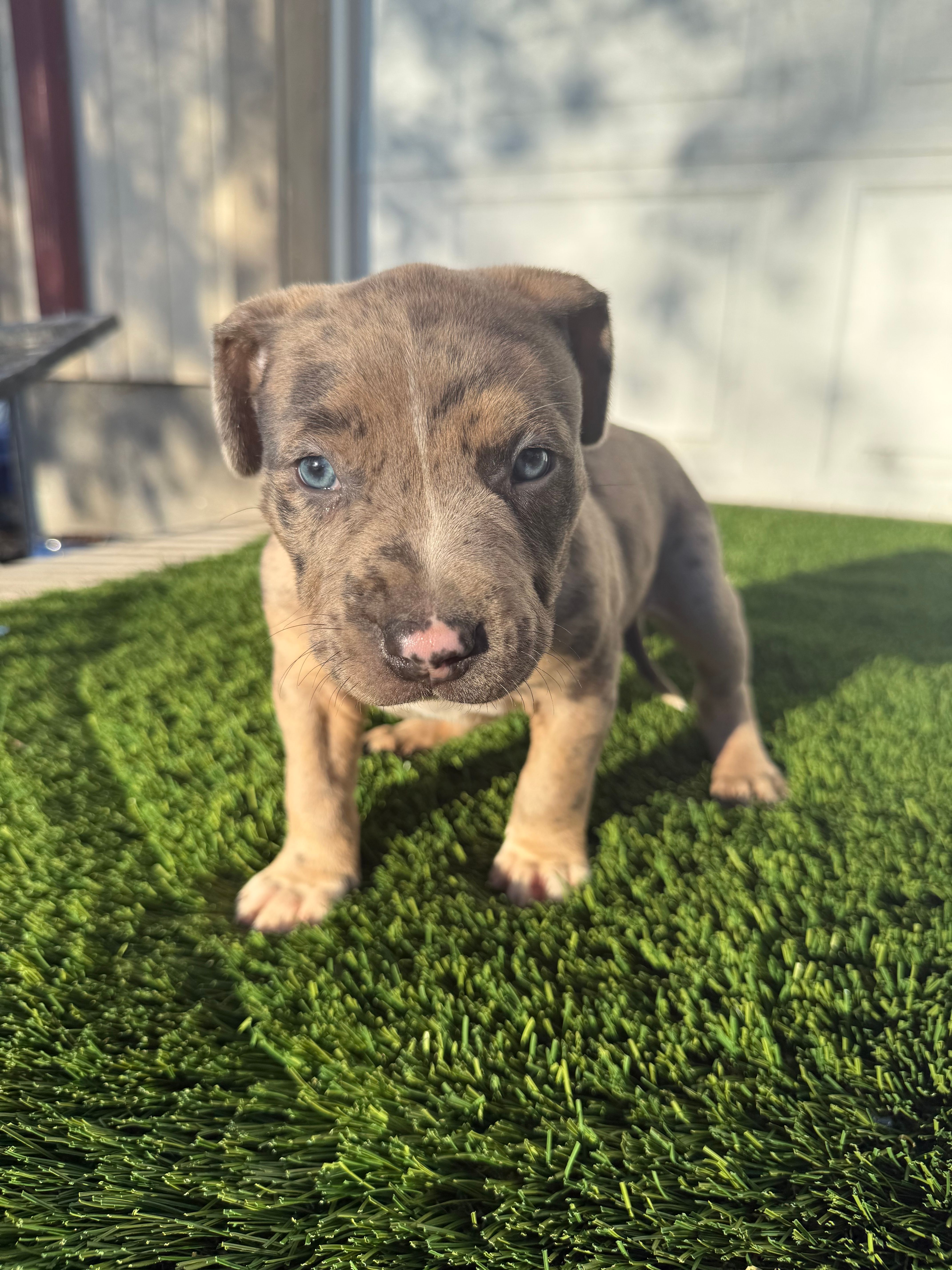 Merle Male  – American Bully puppy for sale in Boise, ID