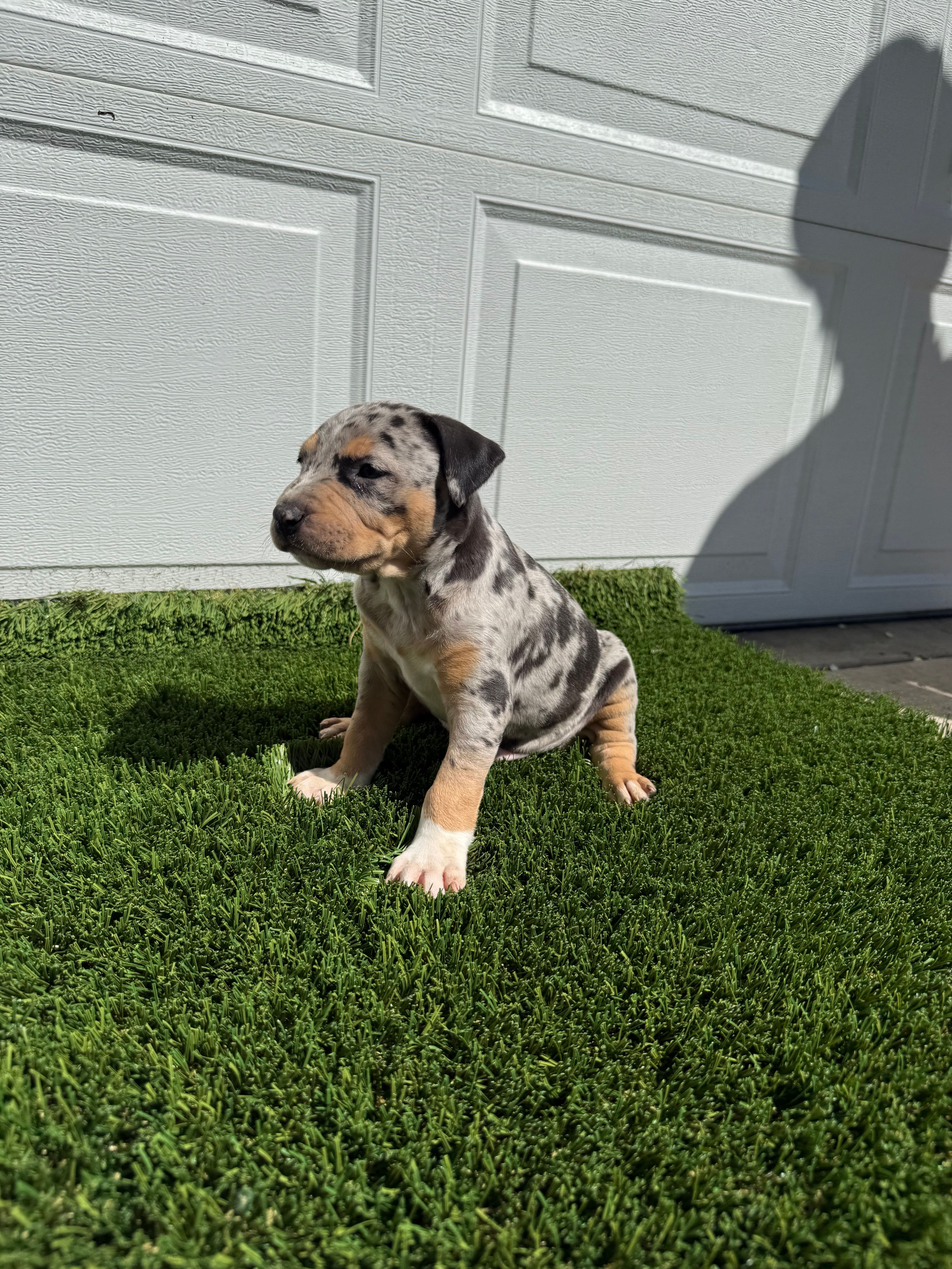 Merle Tri Male  – American Bully puppy for sale in Boise, ID