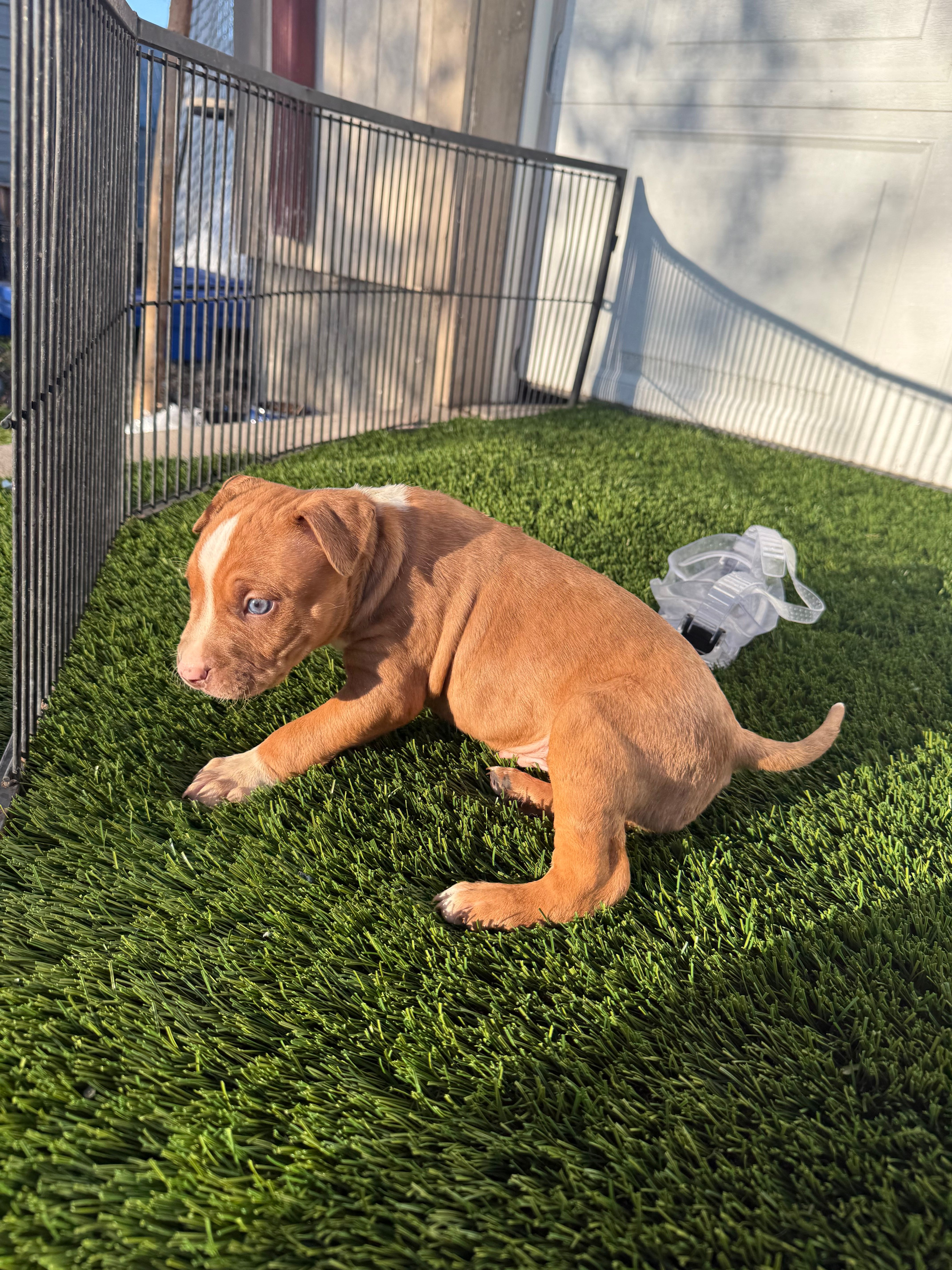Red Male  – American Bully puppy for sale in Boise, ID