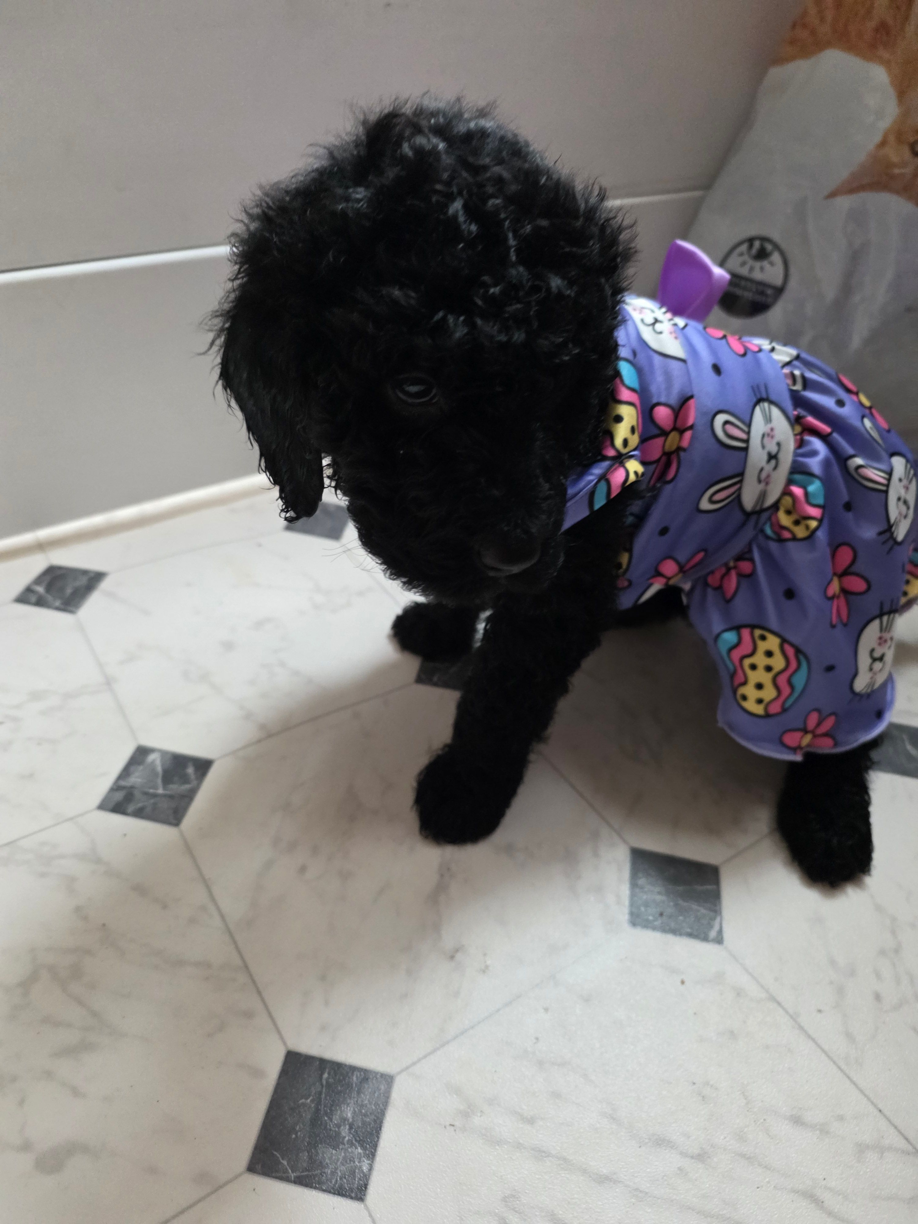 Eleven  – Goldendoodle puppy for sale in Melrose Park, IL