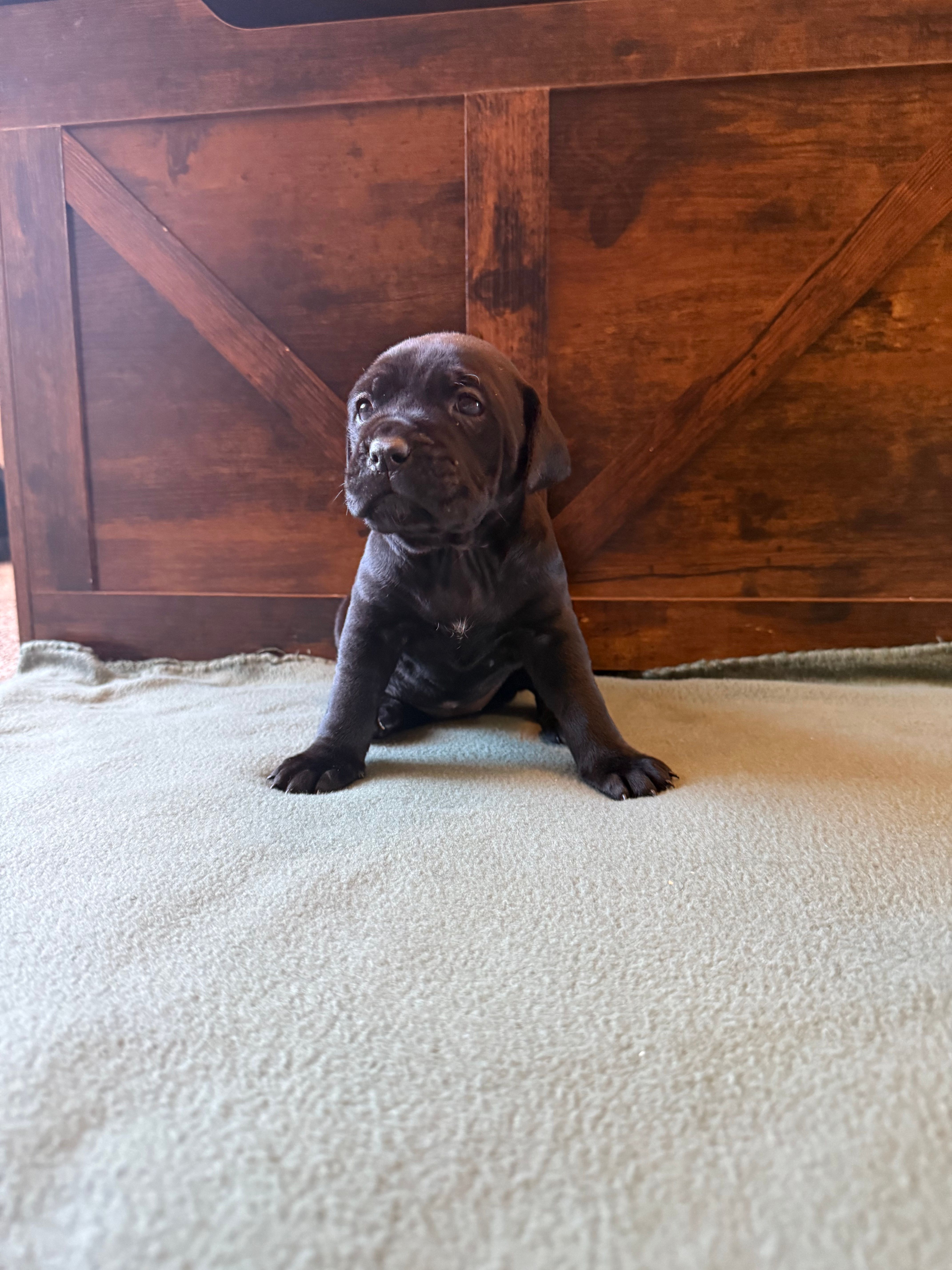 8f – Cane Corso puppy for sale in Stuart, IA
