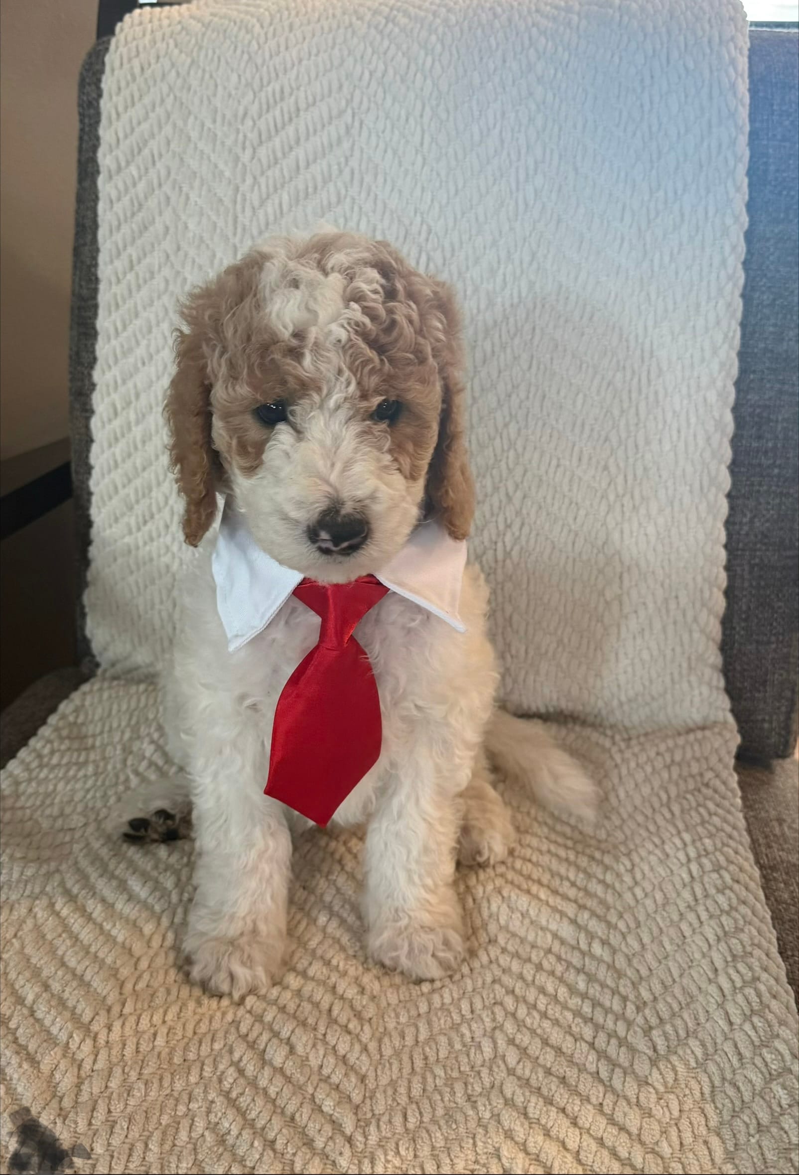 Mr. Blue – Goldendoodle puppy for sale in Coeur d'Alene, ID