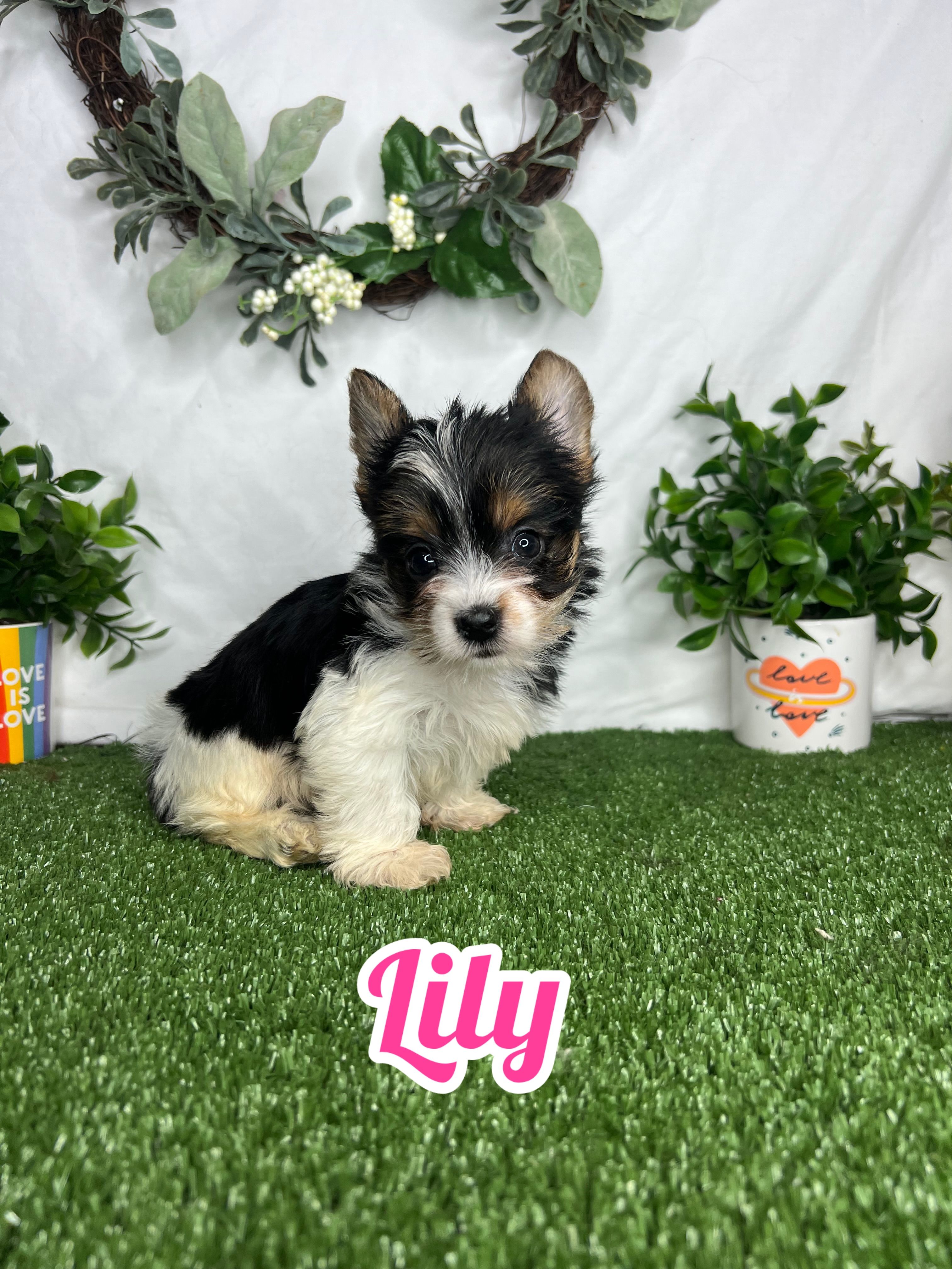 Lily – Yorkshire Terrier puppy for sale in Goldsboro, NC