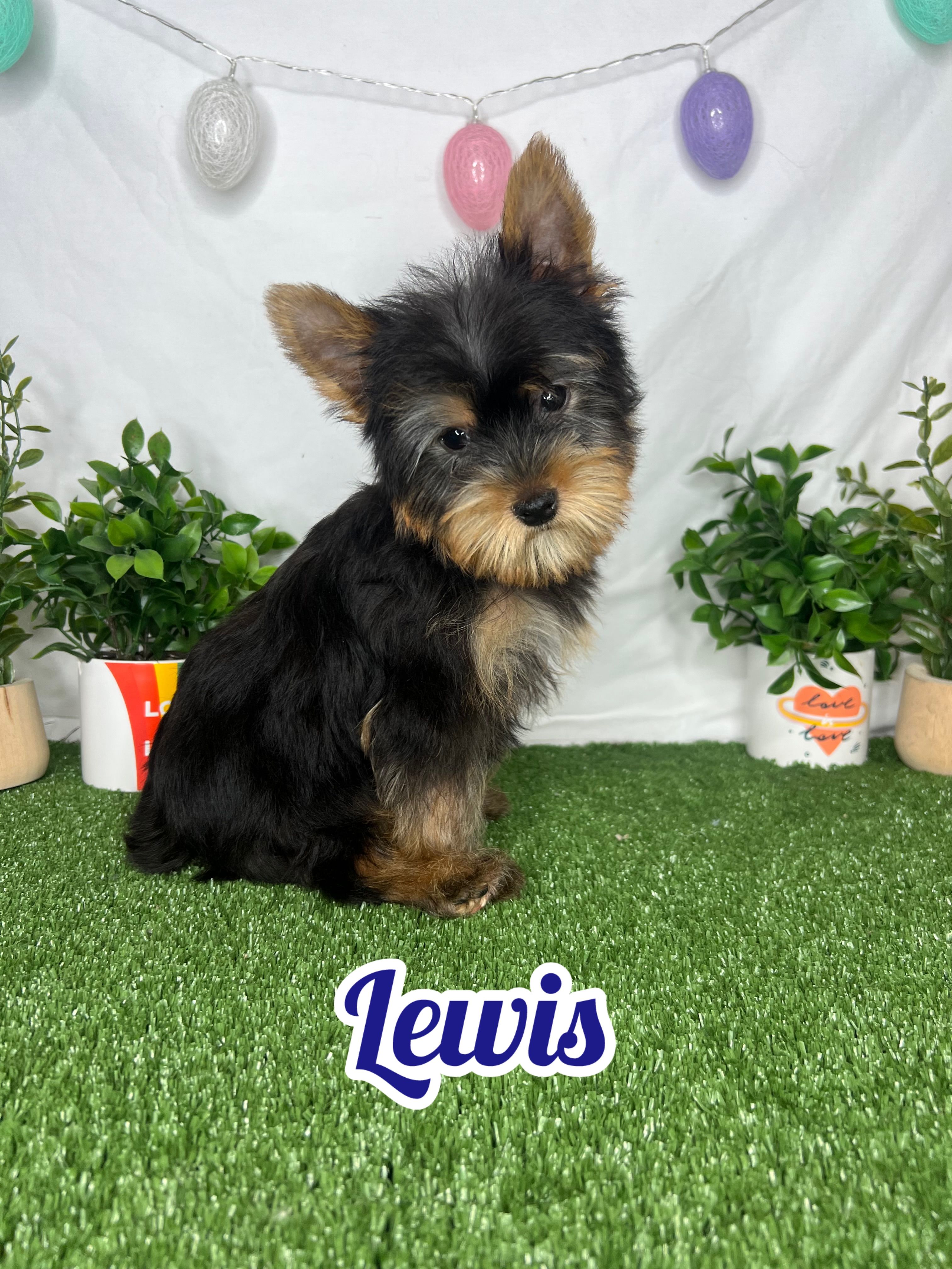 Lewis AKC – Yorkshire Terrier puppy for sale in Goldsboro, NC