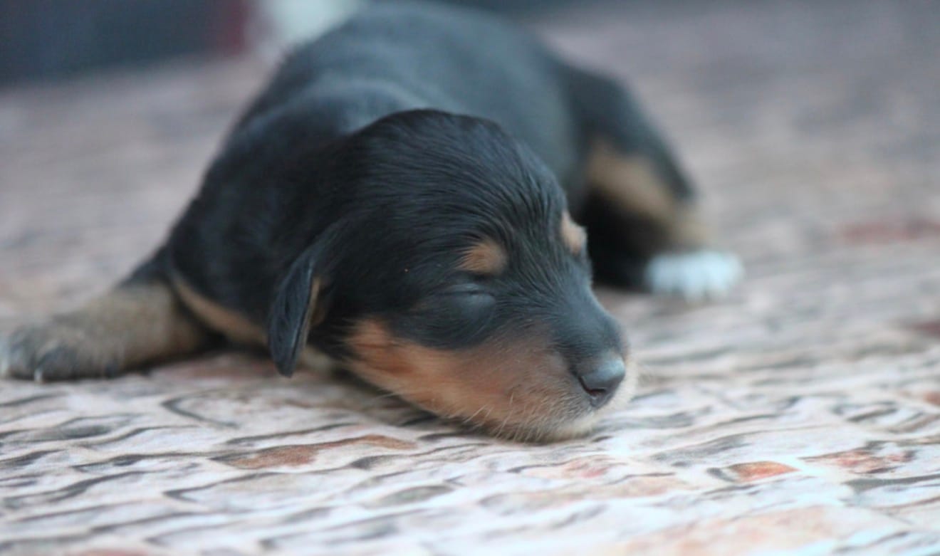 Nova – Miniature Dachshund puppy for sale in Canton, TX
