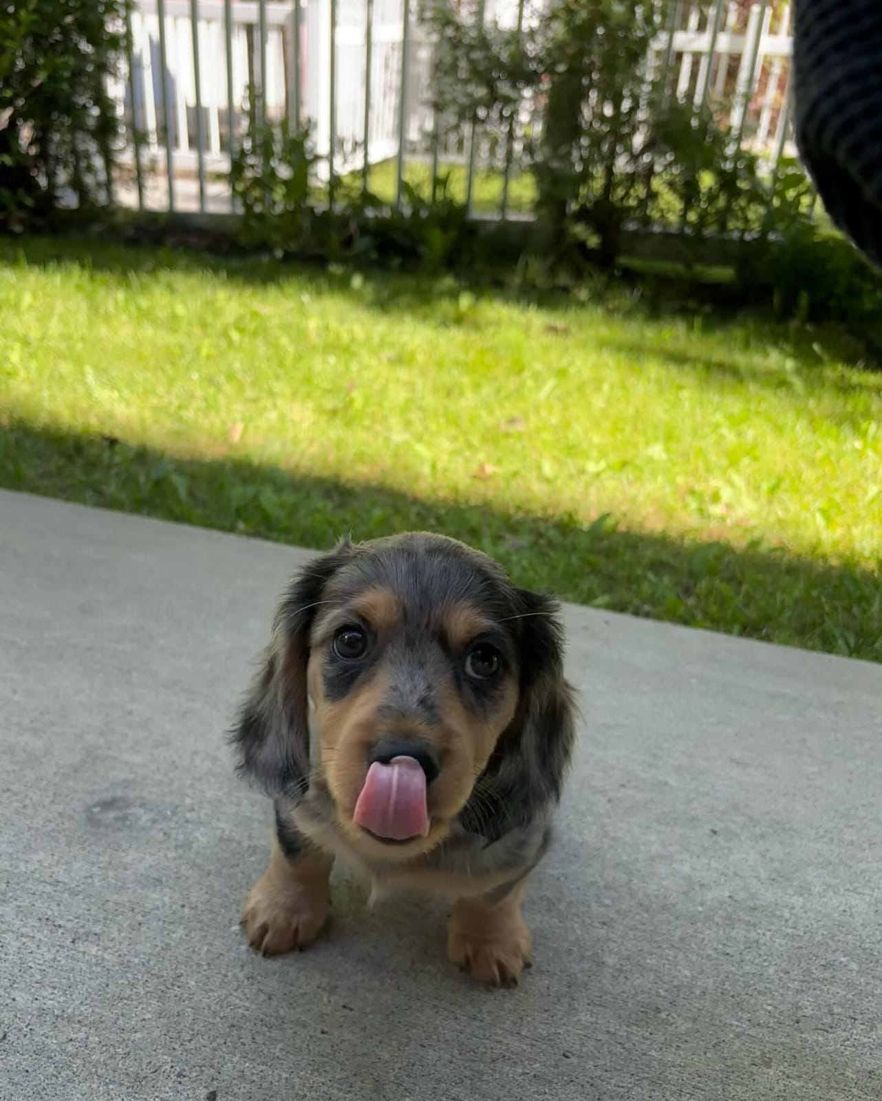 Mac – Miniature Dachshund puppy for sale in Mcallen, TX