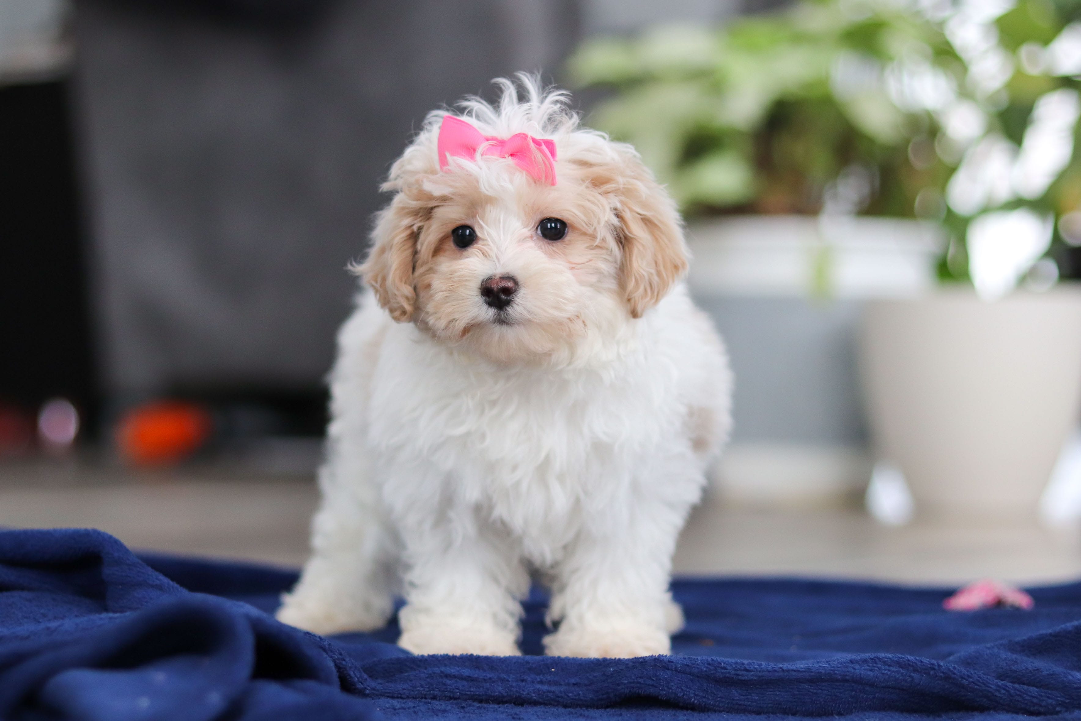 Millie – Maltipoo puppy for sale in Baltic, OH