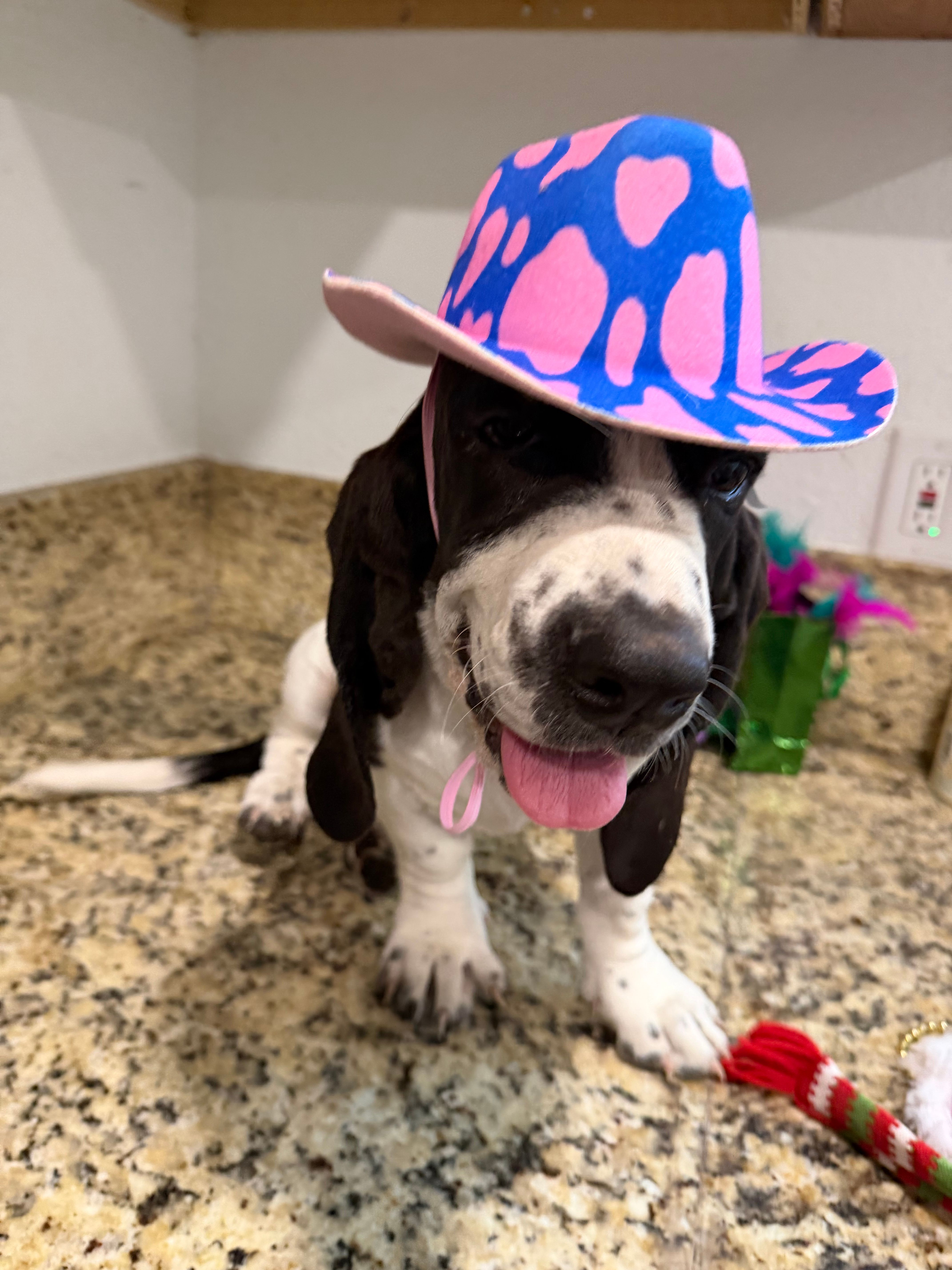 Luna – Basset Hound puppy for sale in Ocala, FL