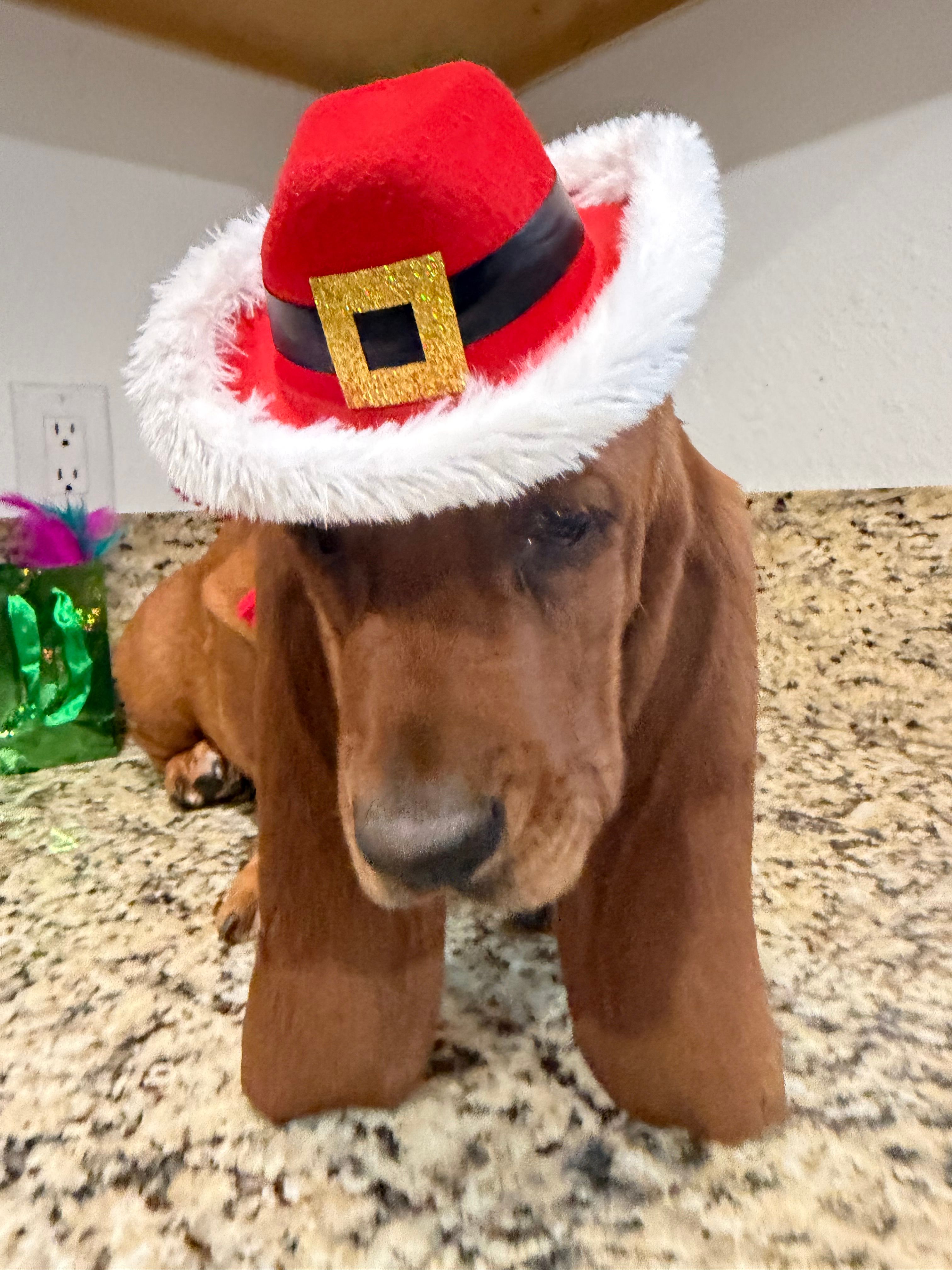 Red collar – Basset Hound puppy for sale in Ocala, FL