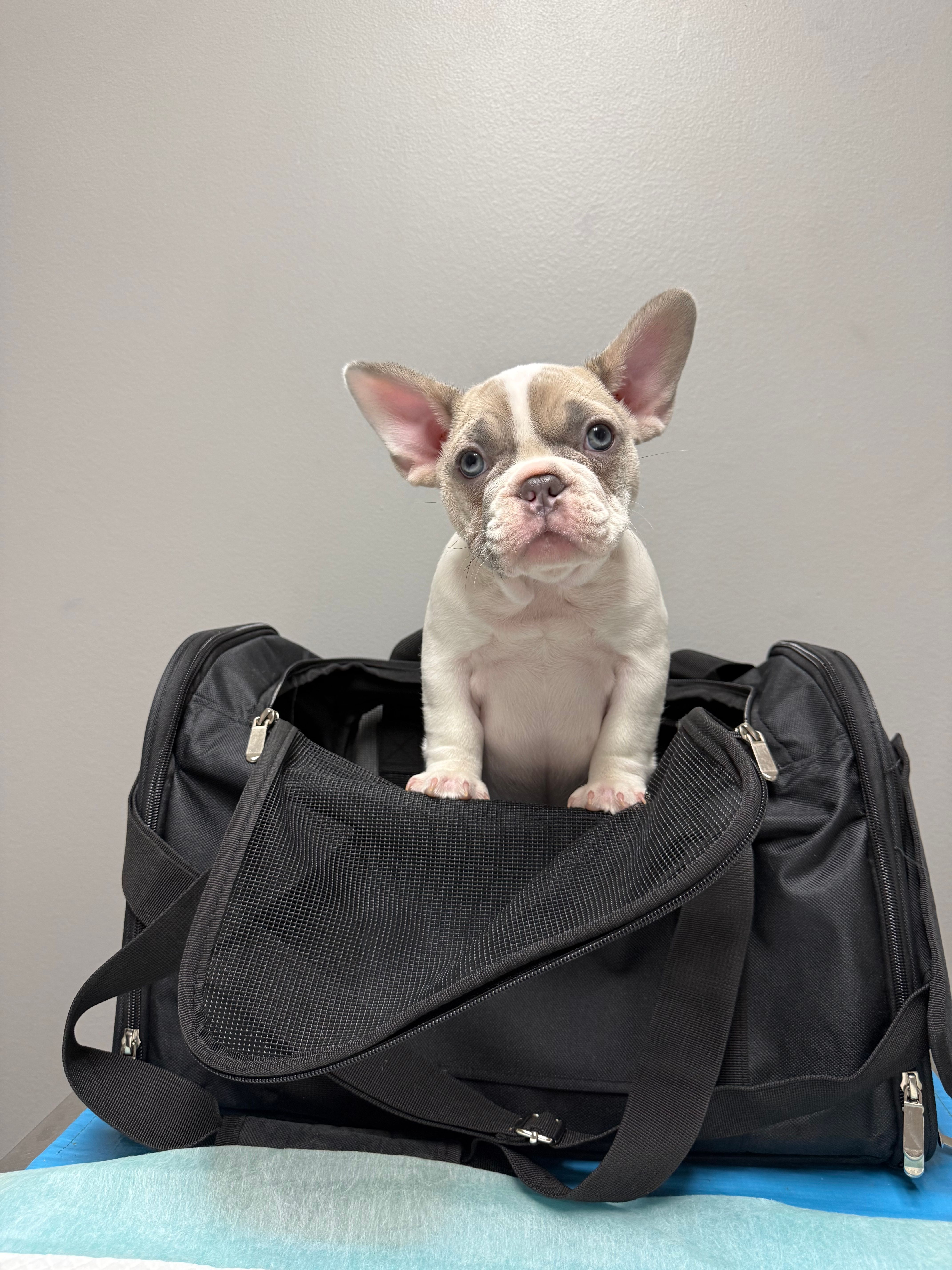 Dolly – French Bulldog puppy for sale in Castalian Springs, TN